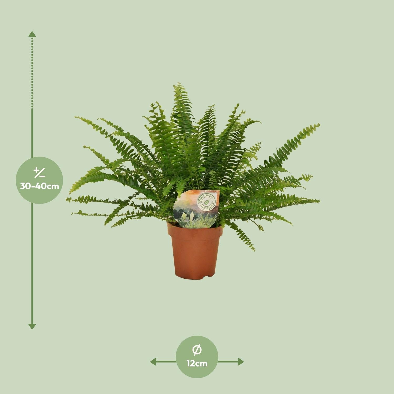 green-guardia-farn-green-lady-zimmerpflanze-nephrolepis-12-cm-30-cm image 2