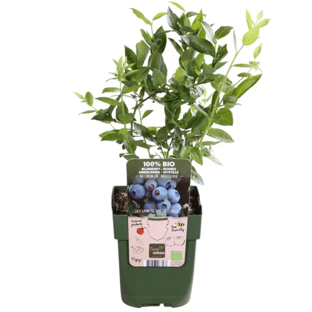 green-guardia-heidelbeerpflanze-bio-beerenstrauch-3-pflanzen-20cm image 1