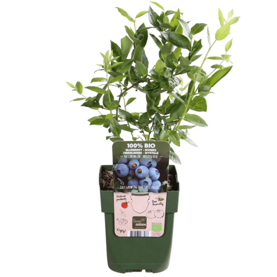 green-guardia-heidelbeerpflanze-bio-beerenstrauch-3-pflanzen-20cm image 1