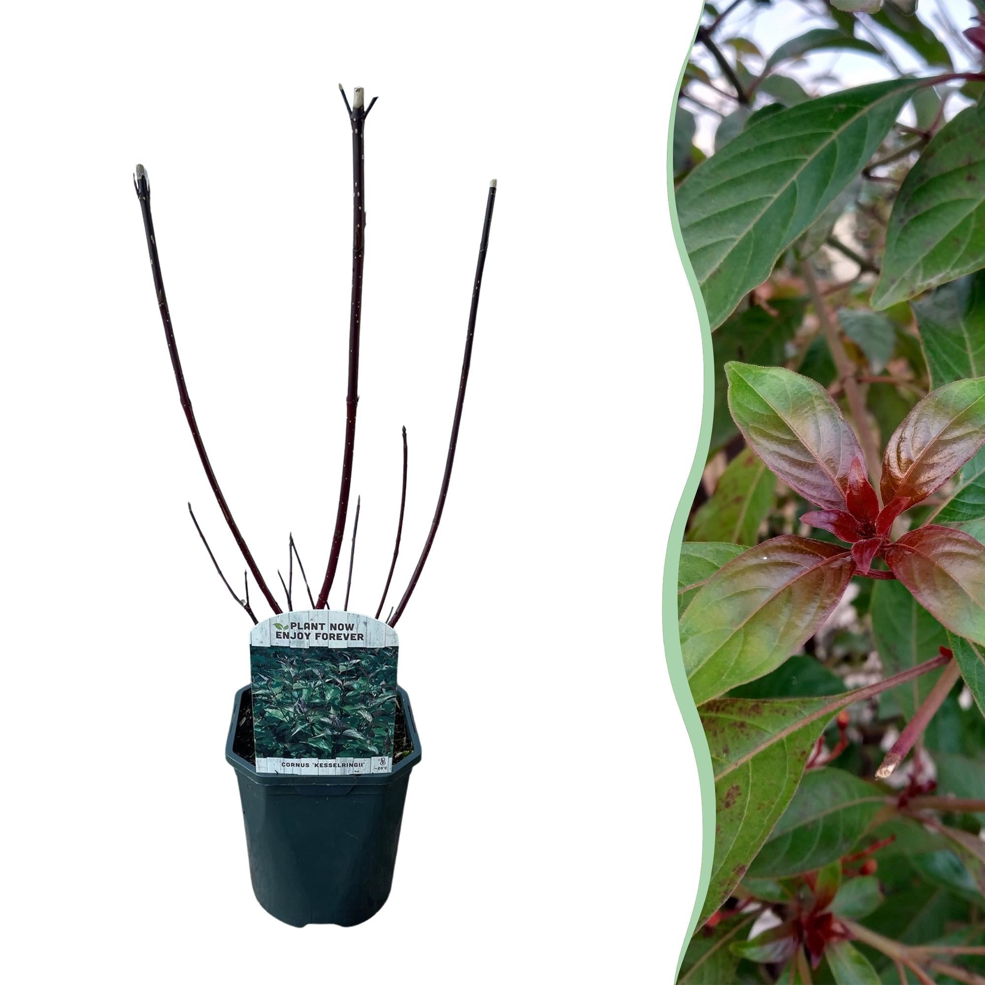 green-guardia-unsere-pflanzen-kesselringii-zierhartriegel-45-cm-violett image 1