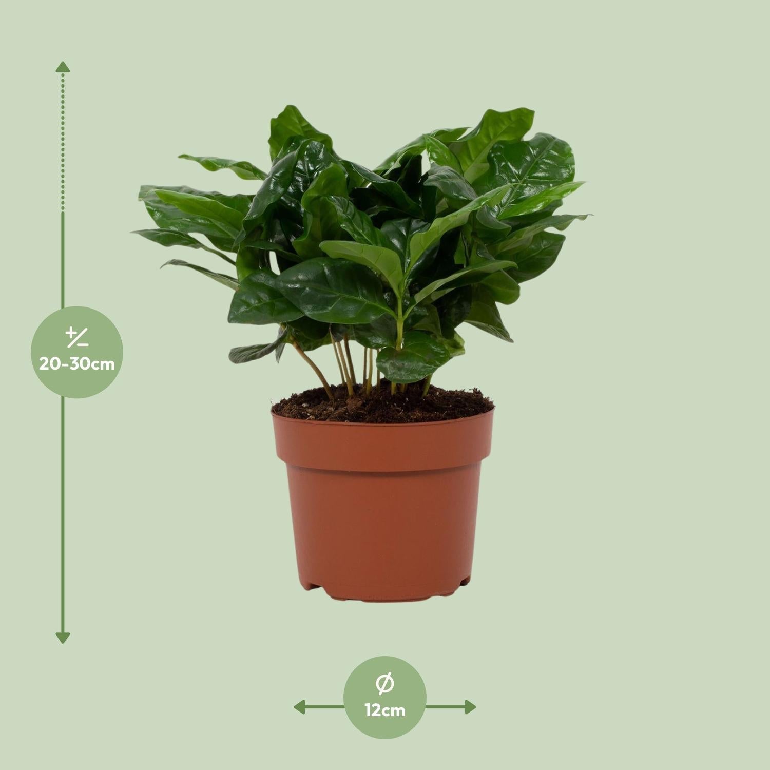green-guardia-unsere-pflanzen-coffea-arabica-zimmerpflanze-12-cm image 4