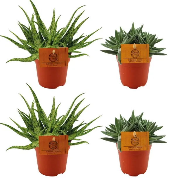 green-guardia-aloe-spider-crassula-sukkulenten-4x-10-5-cm-topf image 1