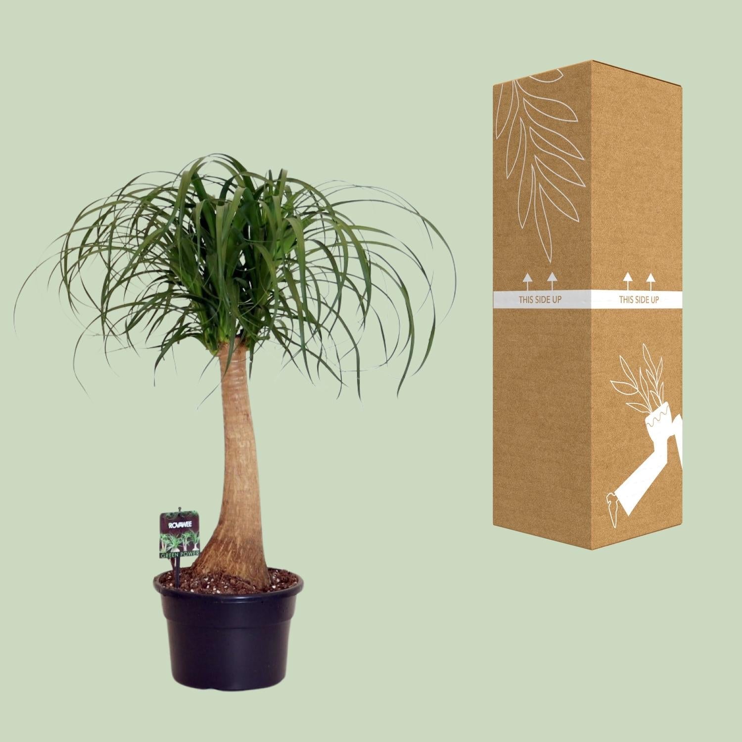 green-guardia-unsere-pflanzen-beaucarnea-elefantenfu-60cm-pflegeleicht image 3