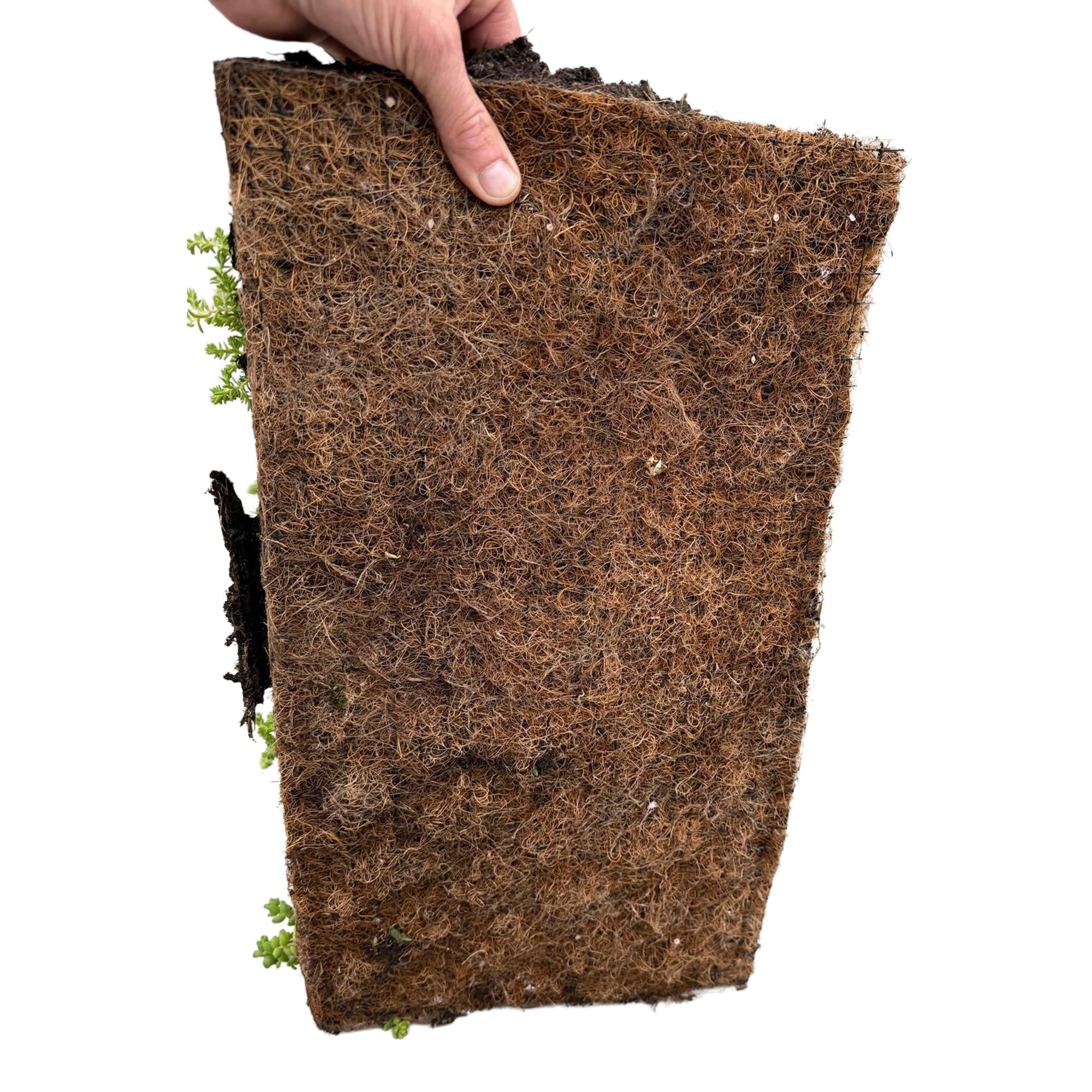 green-guardia-sedum-bodendecker-matte-10-arten-50x30-cm-winterhart image 4