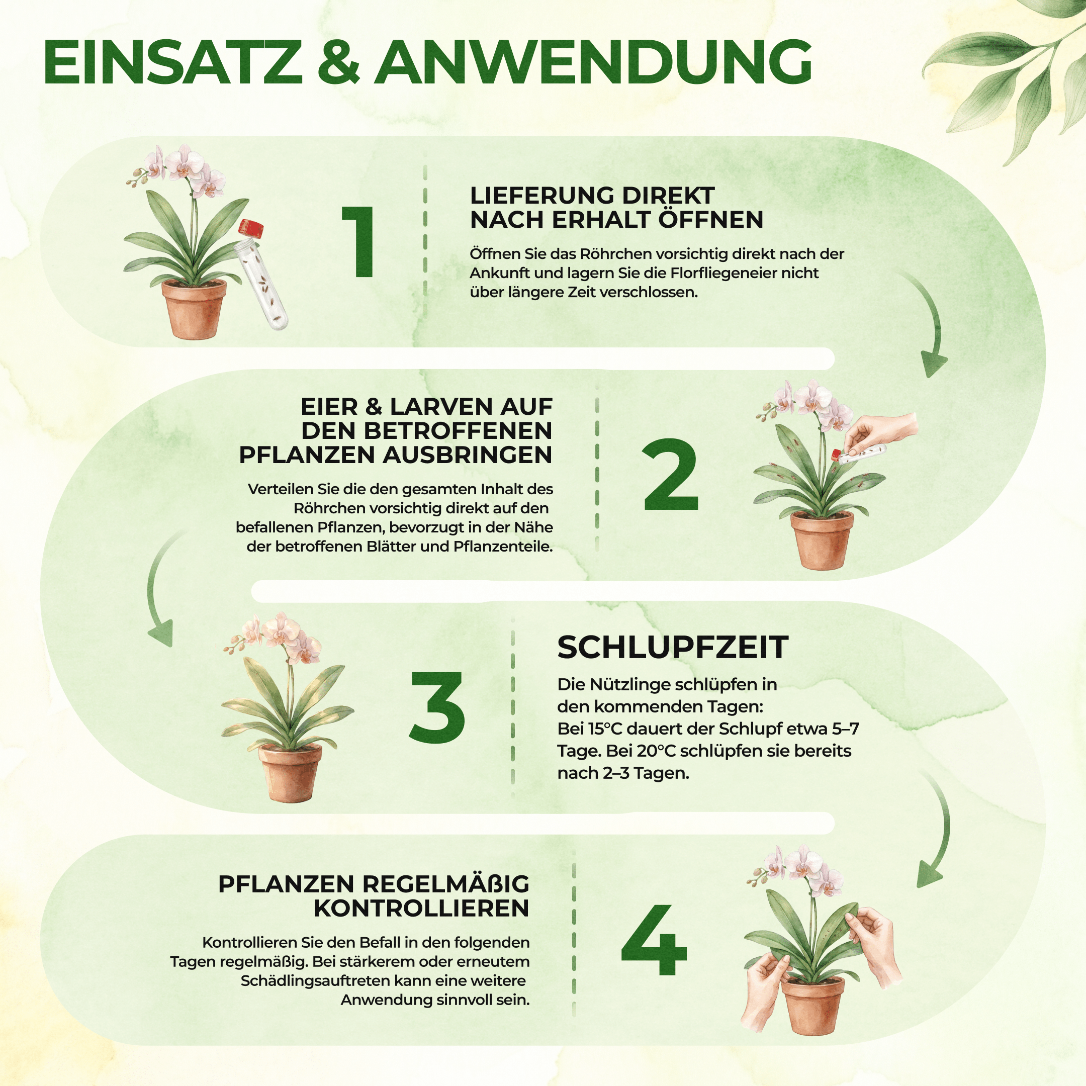 green-guardia-florfliegenlarven-eier-florfliegeneier-1-r-hrchen-10m image 3