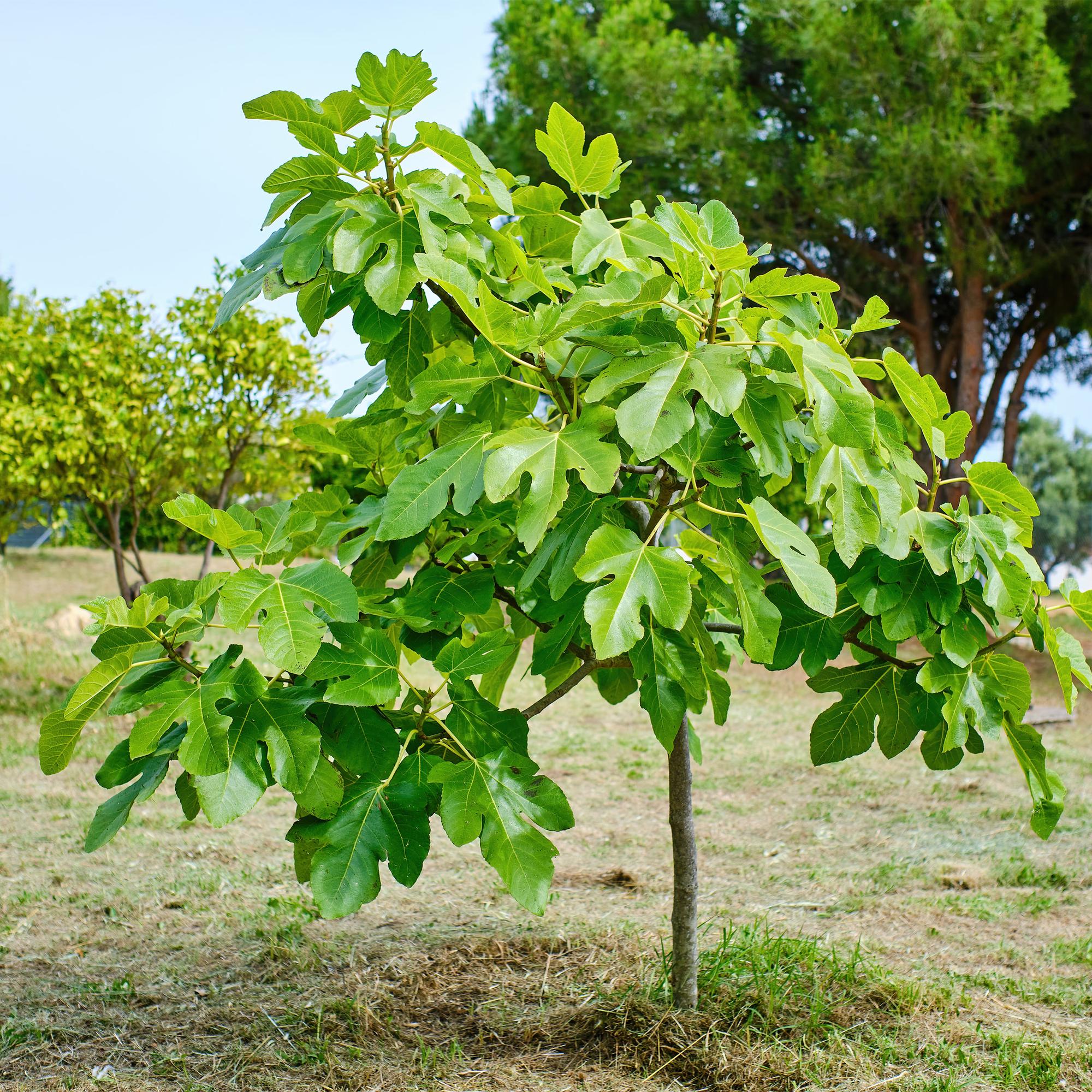 green-guardia-unsere-pflanzen-feigenbaum-brown-turkey-90cm-fruchtend image 5