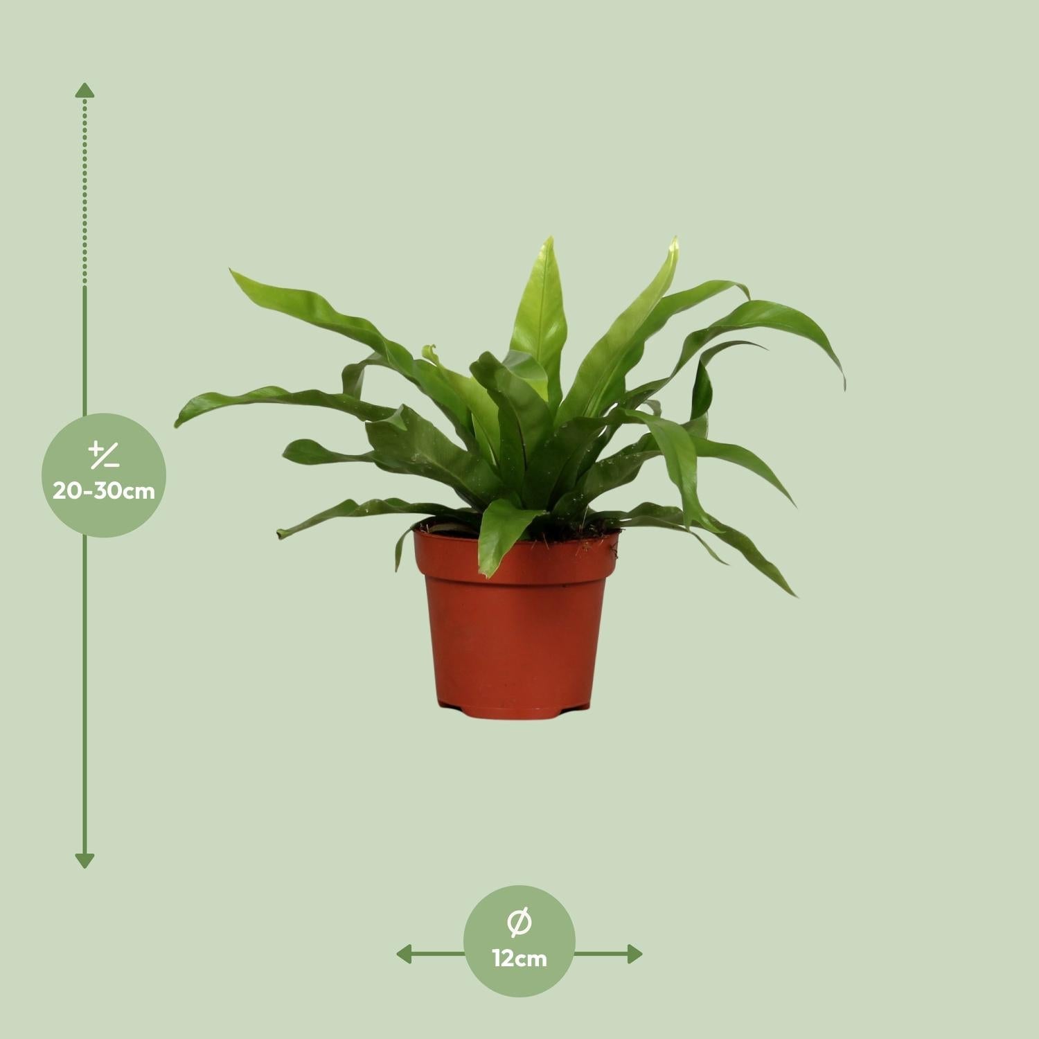 green-guardia-unsere-pflanzen-asplenium-nestfarn-17-cm-45-cm image 4