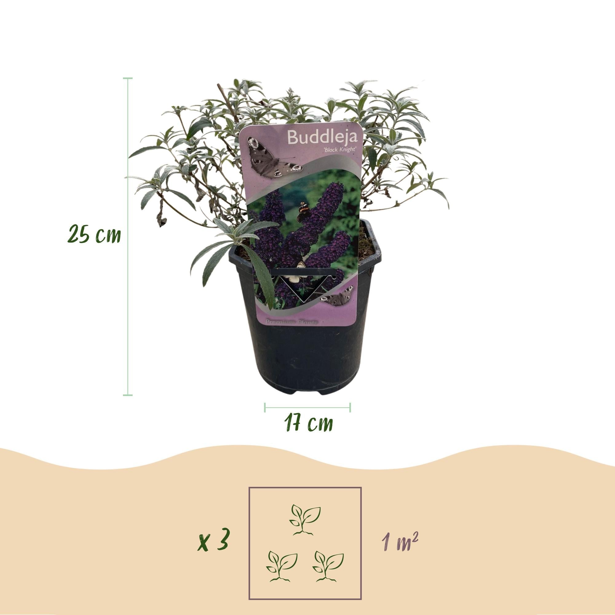 green-guardia-buddleja-purple-emperor-sommerflieder-17cm image 2