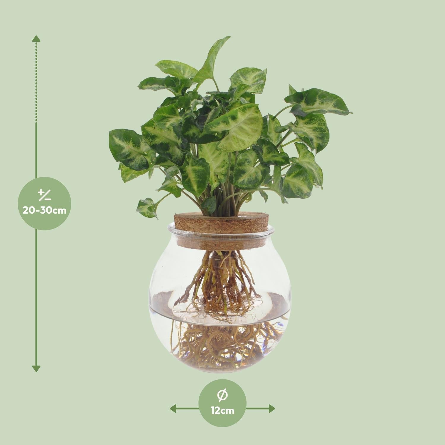 green-guardia-unsere-pflanzen-syngonium-pixie-zimmerpflanze-12cm-30cm-pflegeleic image 4