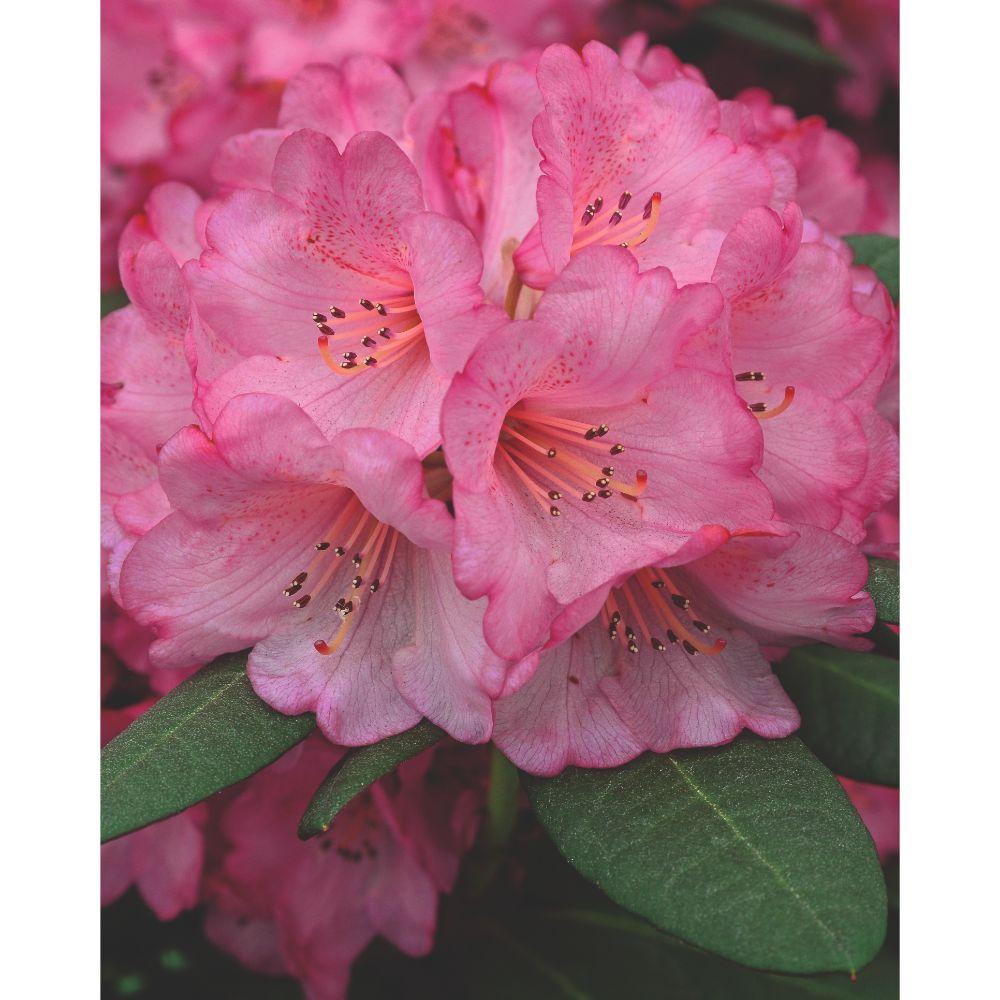 green-guardia-rhododendron-wine-roses-zimmerpflanze-13-cm-topf-immergr-n image 4