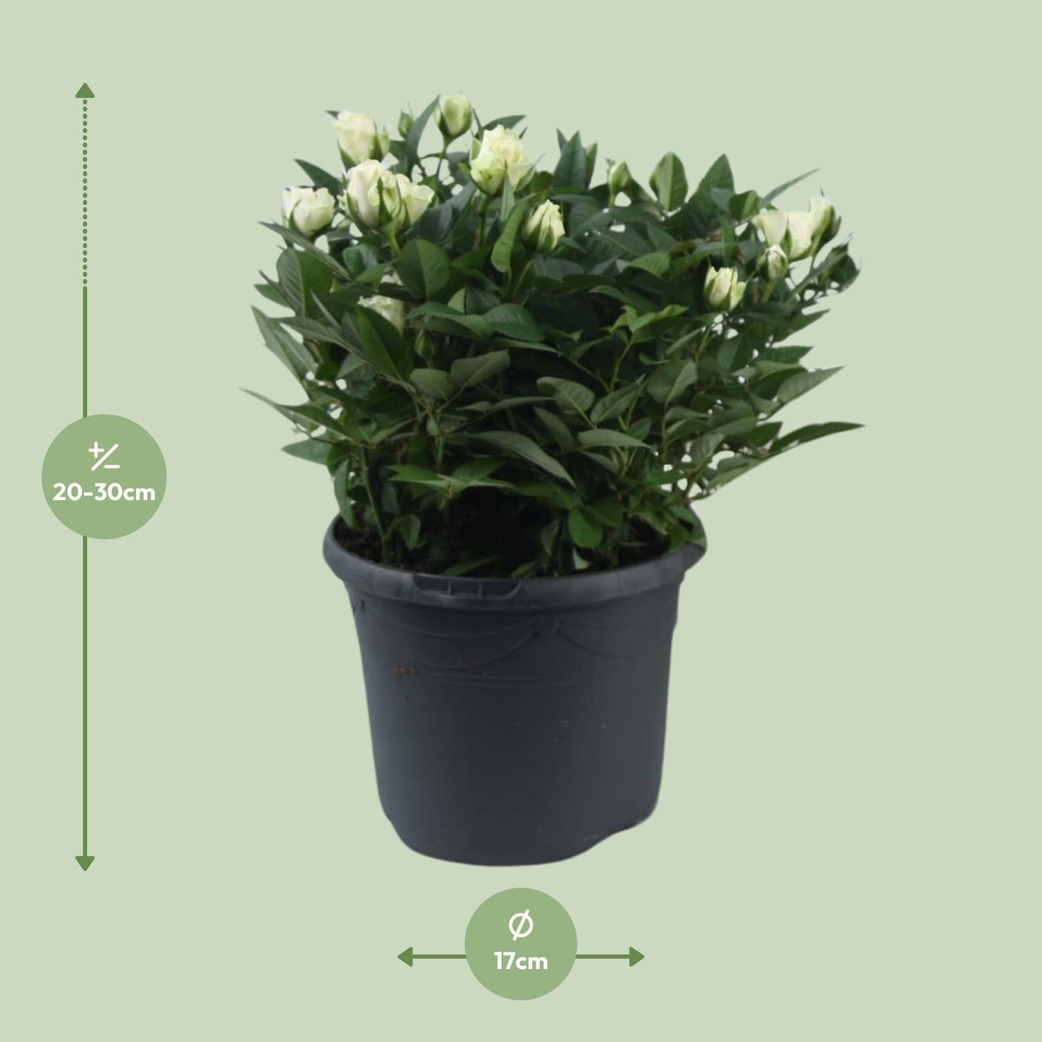 green-guardia-jewel-patio-white-beetrose-weiss-30-cm image 2
