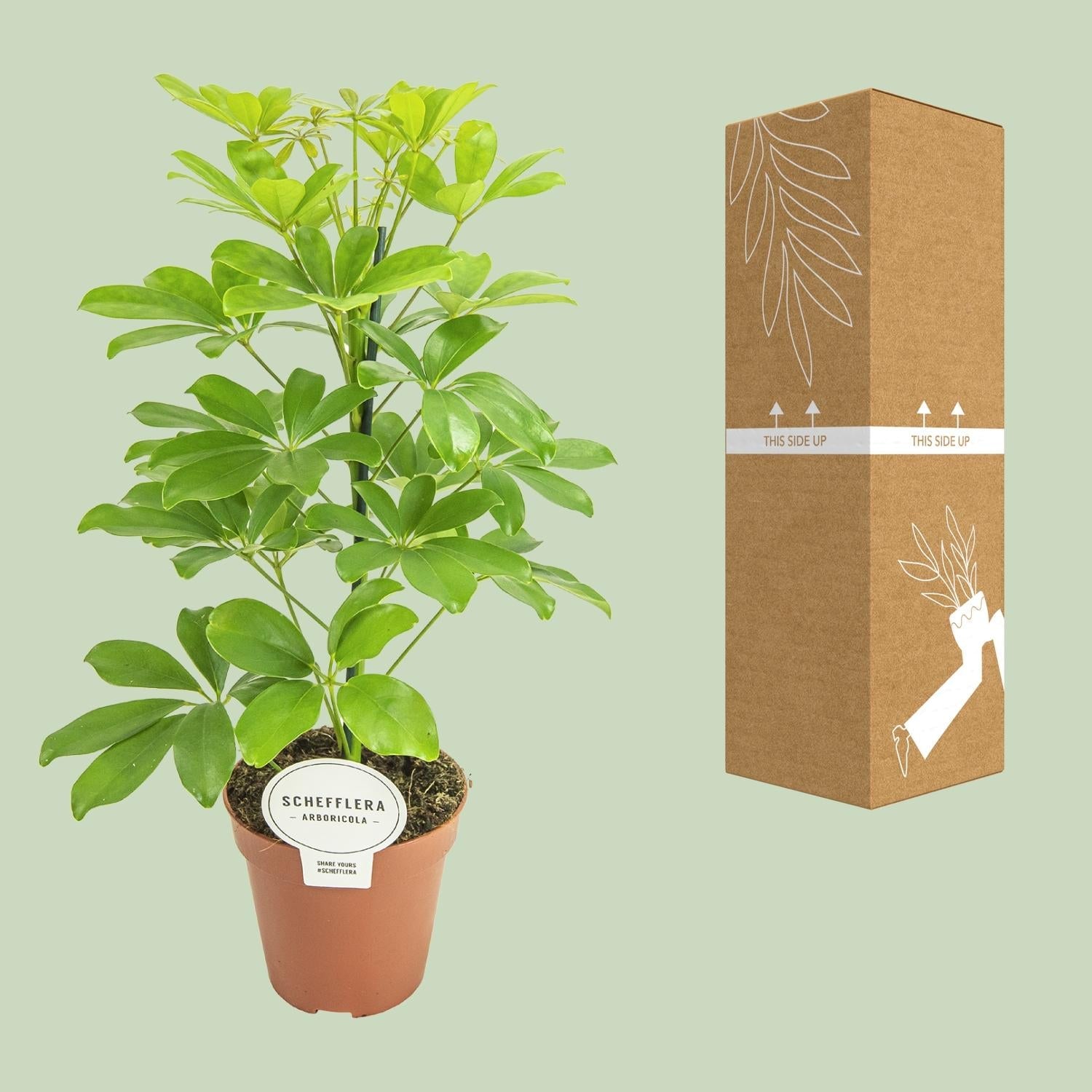 green-guardia-unsere-pflanzen-schefflera-nora-schirmbaum-35-45cm image 3