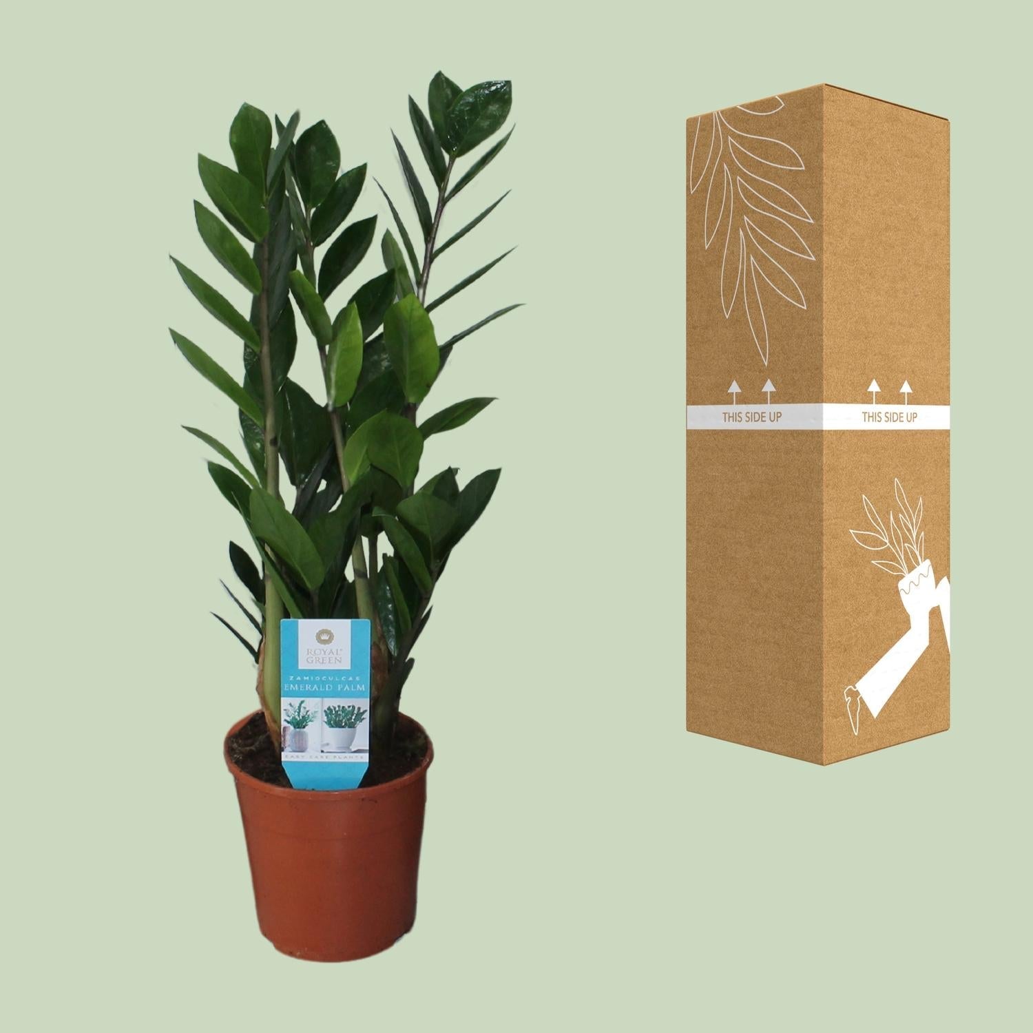 green-guardia-zamioculcas-gl-cksfeder-pflanze-50cm-14cm image 3