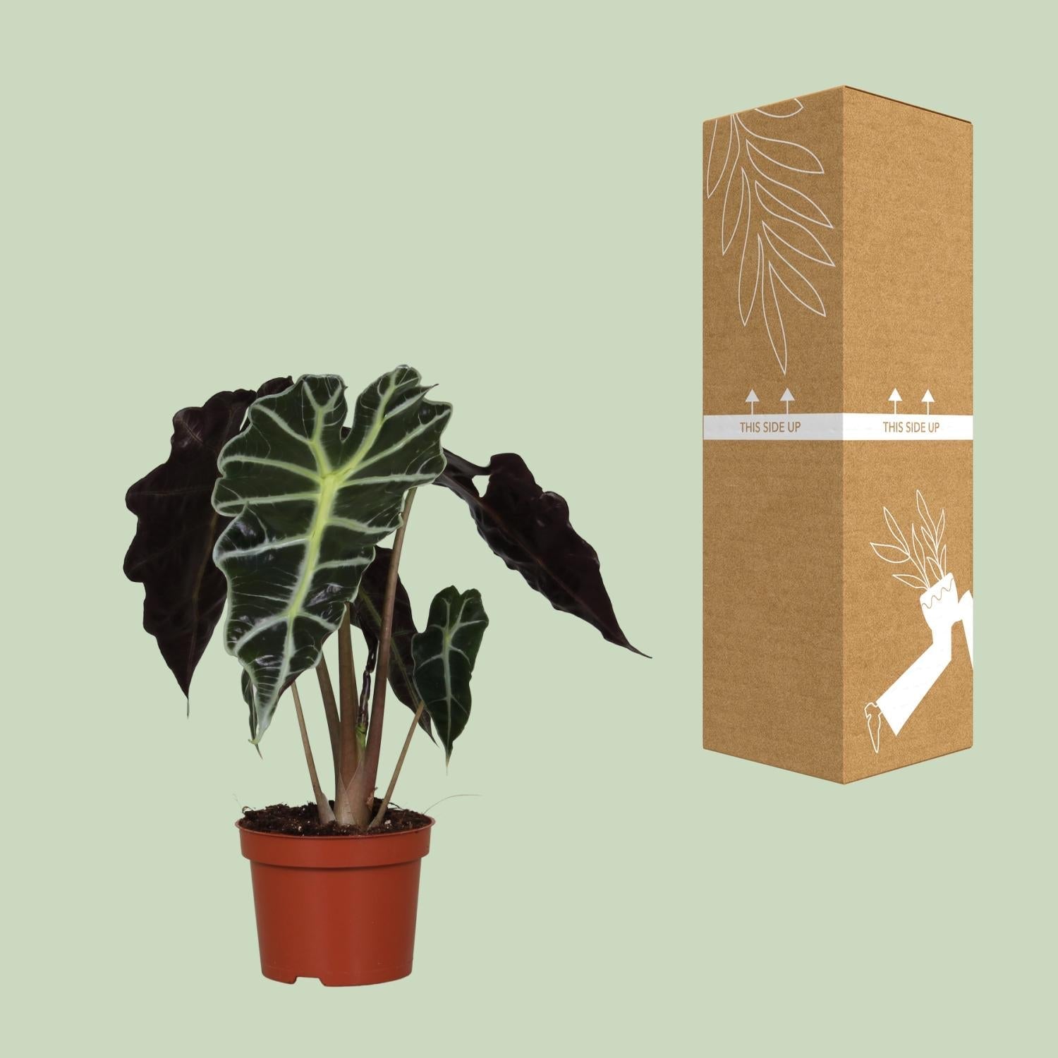 green-guardia-unsere-pflanzen-alocasia-polly-elefantenohr-12cm-topf image 3