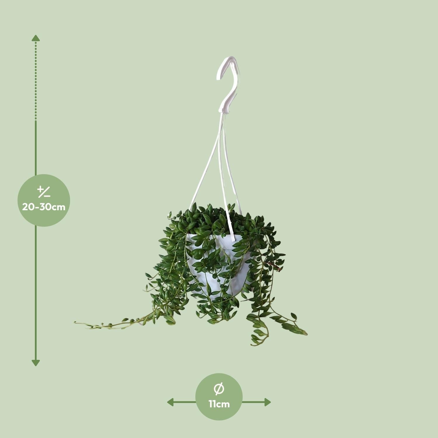 green-guardia-unsere-pflanzen-senecio-erbsenpflanze-11cm-25cm image 4