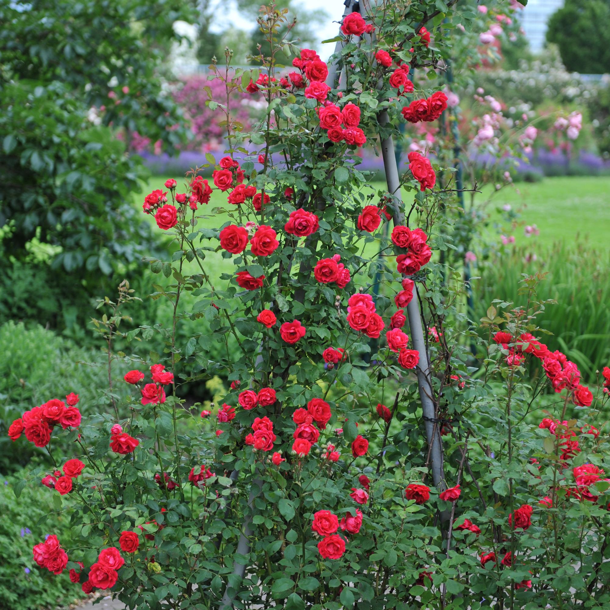 green-guardia-unsere-pflanzen-kletterrose-paul-scarlet-rankrose-rot image 5