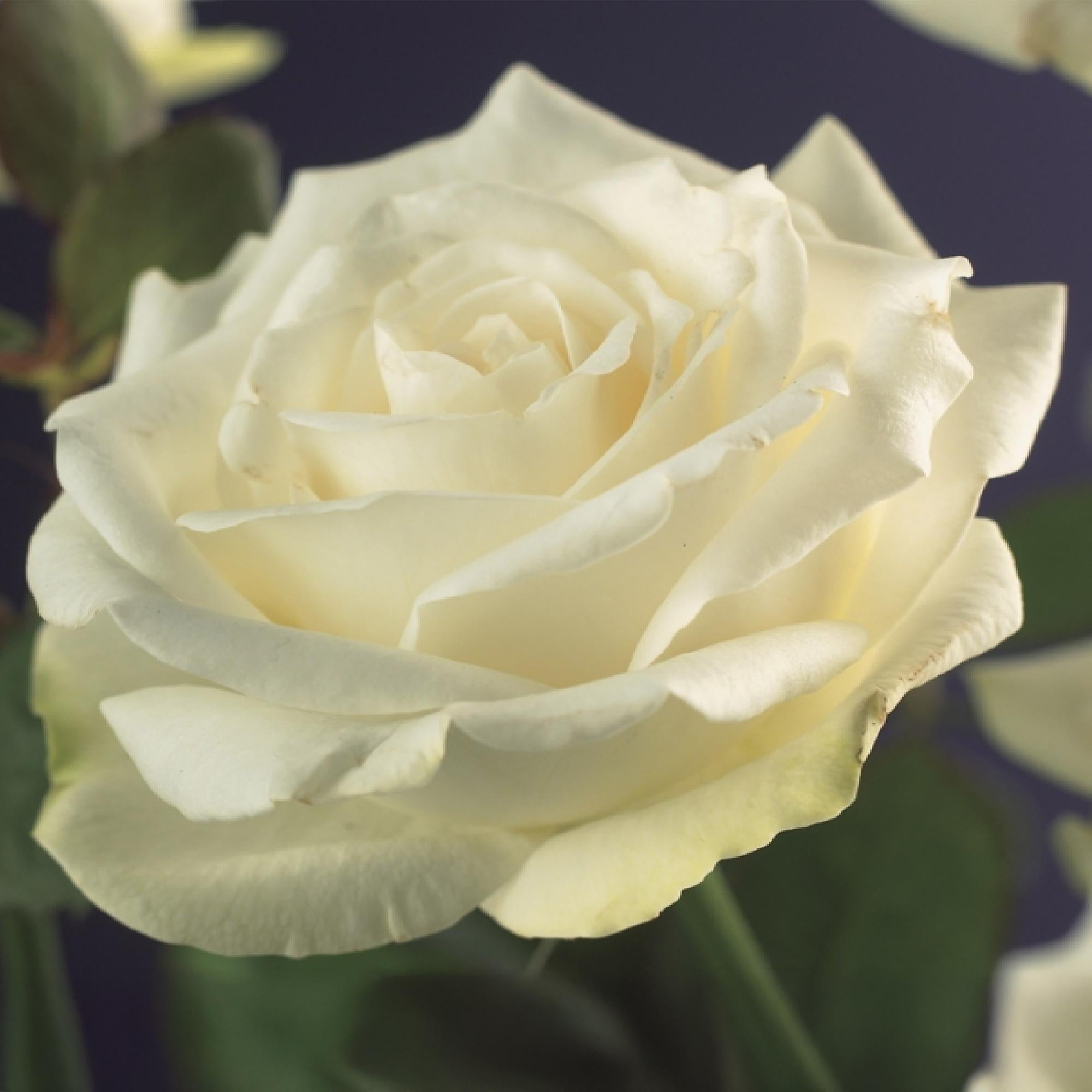 green-guardia-unsere-pflanzen-white-climber-kletterrose-wei-2-pflanzen image 4