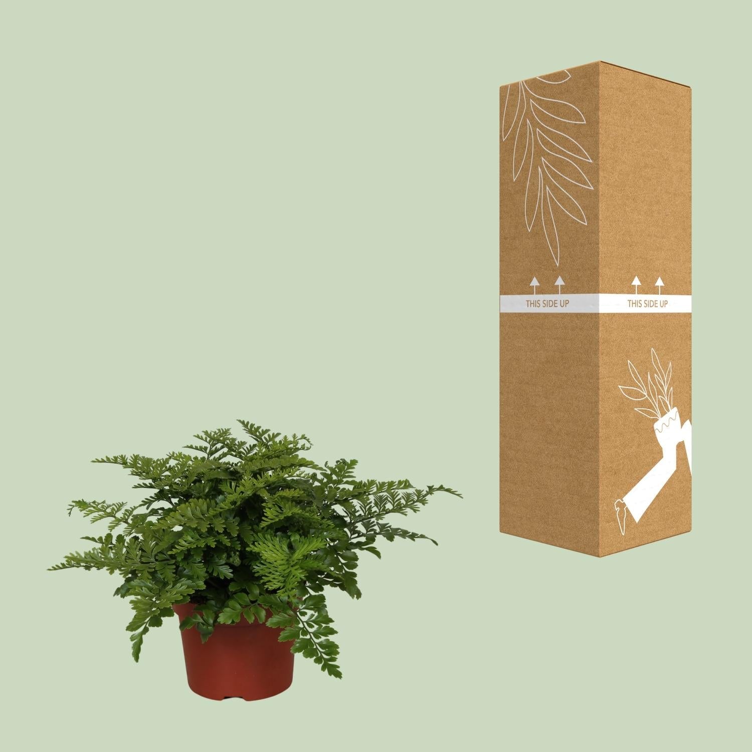 green-guardia-unsere-pflanzen-asplenium-parvati-nestfarn-25-cm image 3