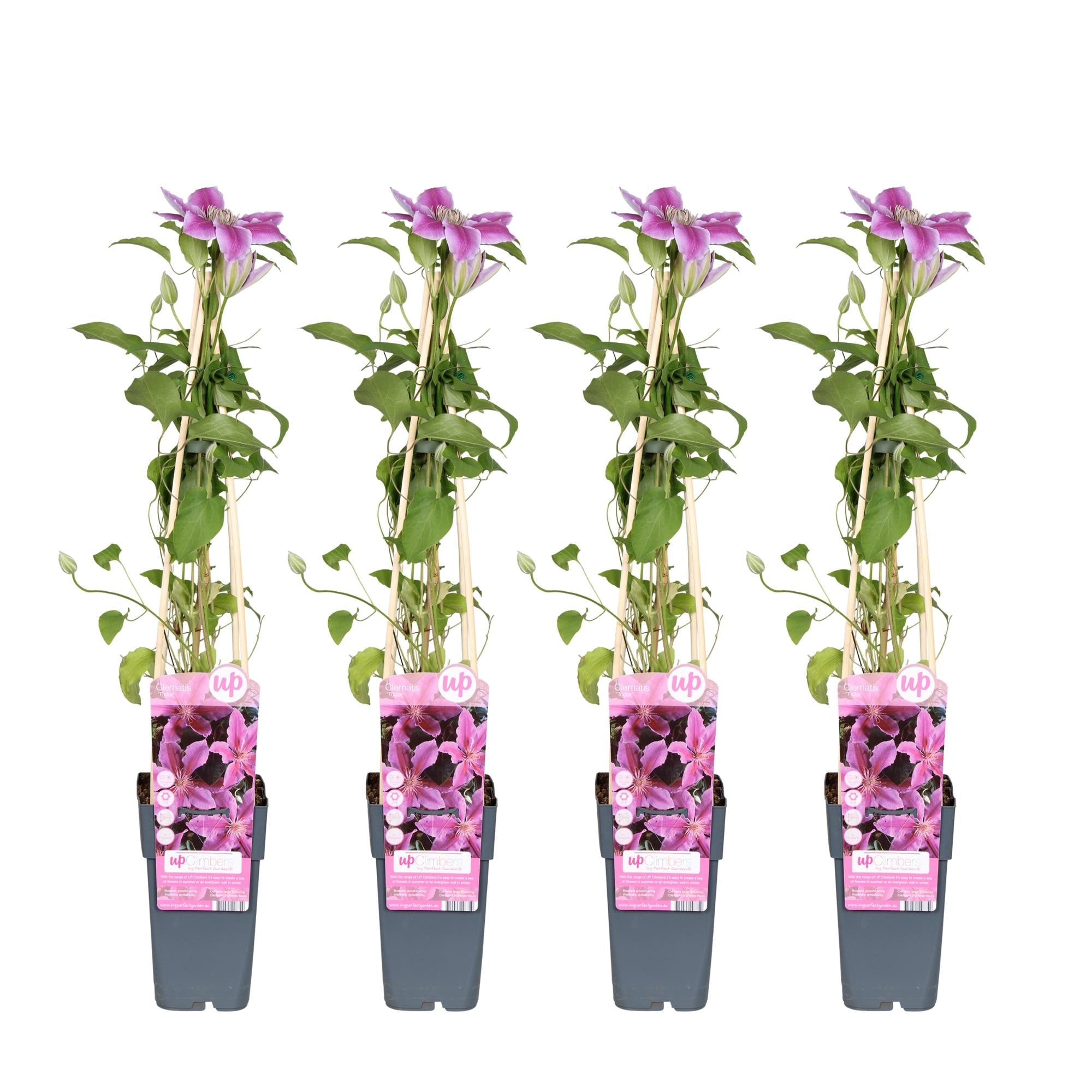 green-guardia-unsere-pflanzen-clematis-tudor-kletterpflanze-3er-set-violett-wei image 1