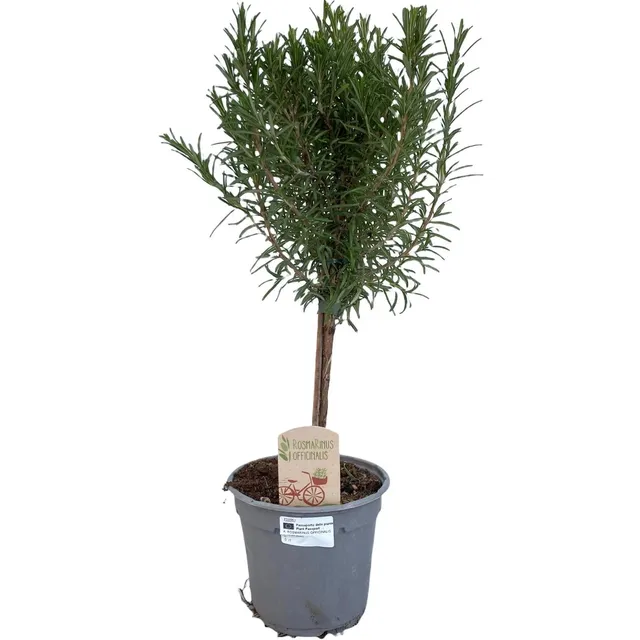 green-guardia-rosmarin-op-stam-st-mmchen-14cm-topf image 1