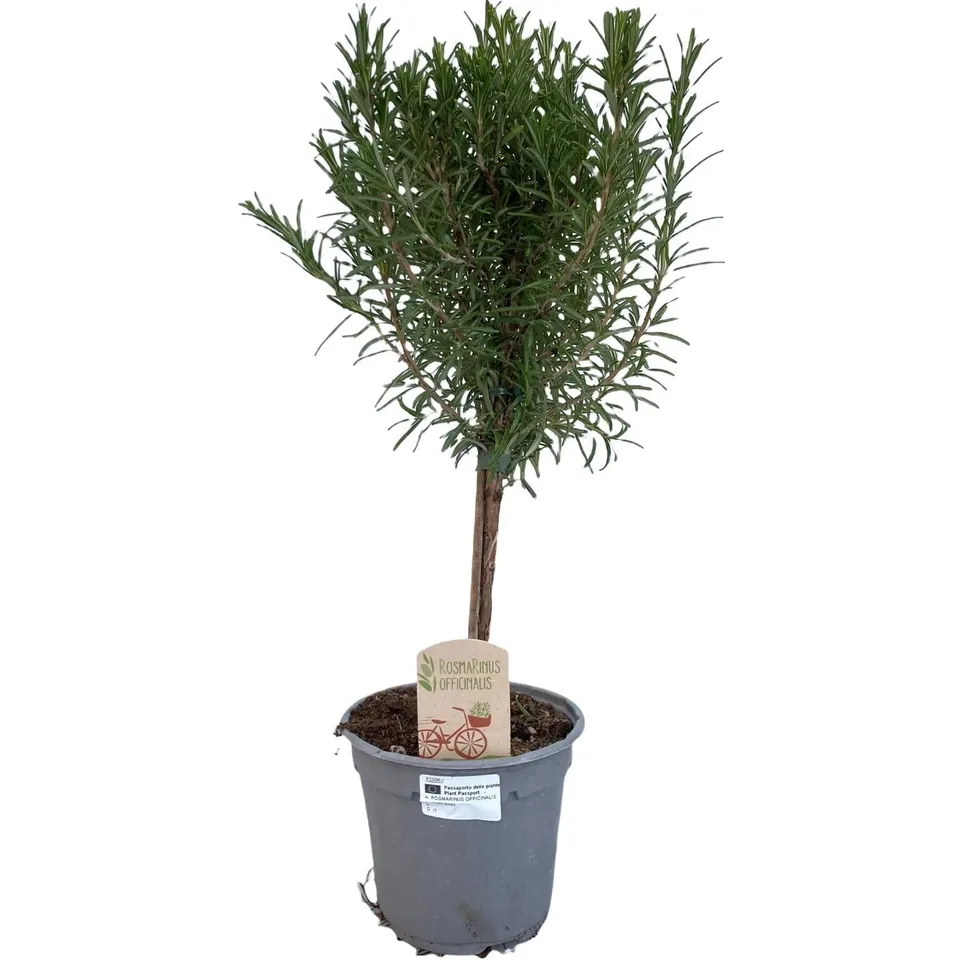 green-guardia-rosmarin-op-stam-st-mmchen-14cm-topf image 1