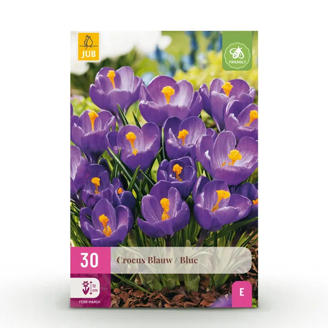 green-guardia-crocus-blue-blumenzwiebeln-blau-30-st-ck image 1