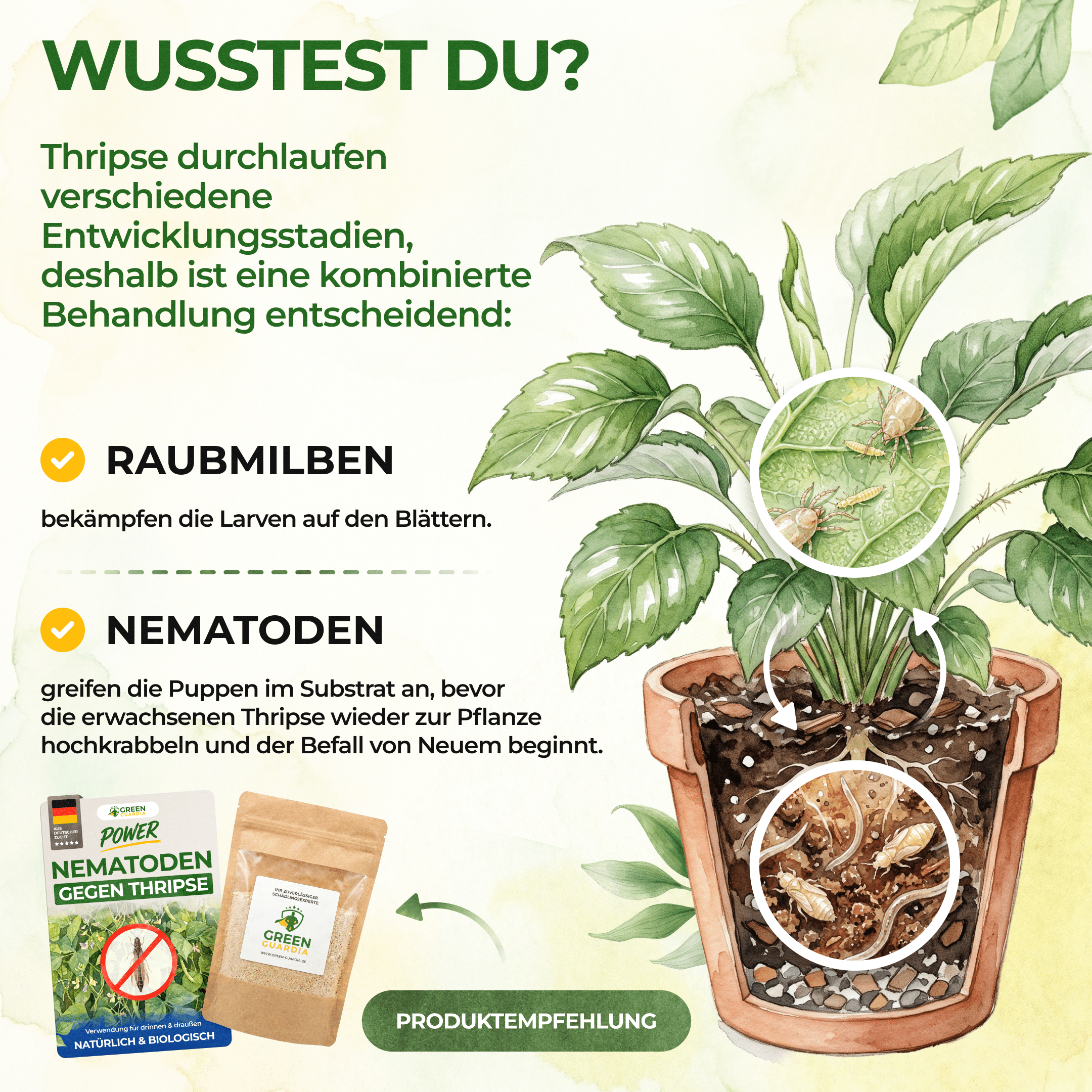 green-guardia-swirskii-raubmilben-gegen-thripse-1-t-te image 6