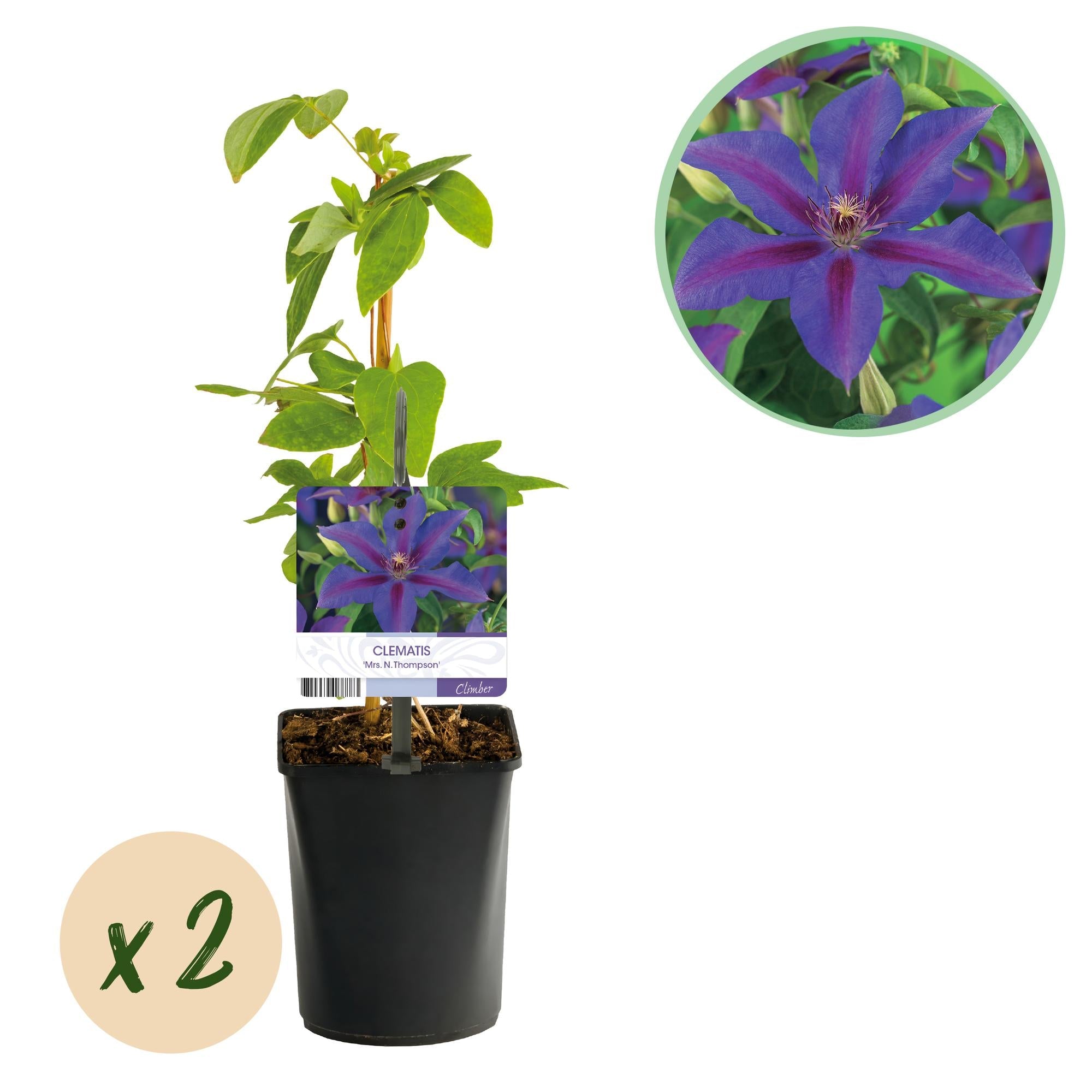 green-guardia-unsere-pflanzen-clematis-mrs-thompson-2-pflanzen image 1