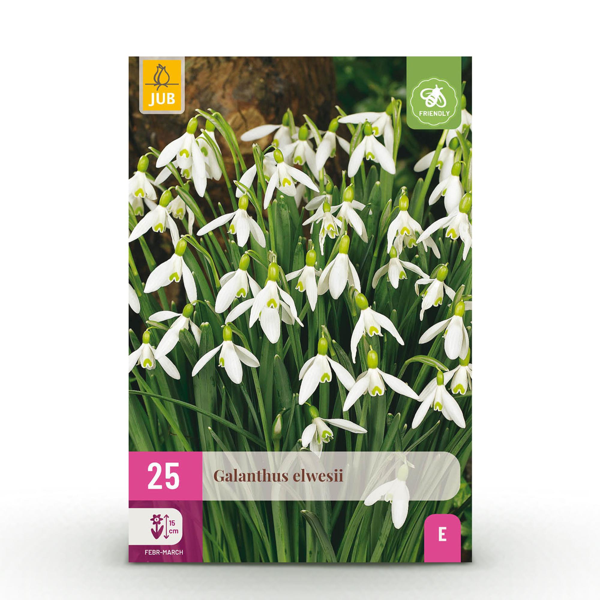green-guardia-galanthus-elwesii-schneegl-ckchen-25-zwiebeln image 1