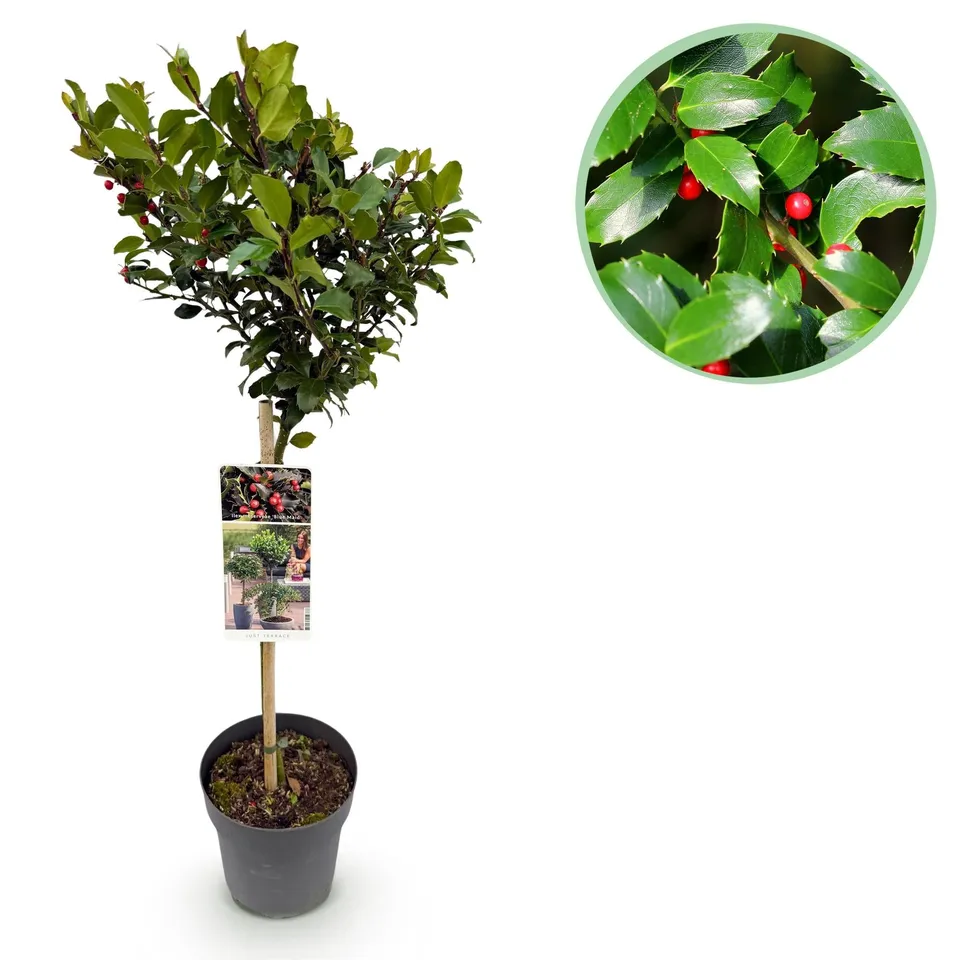 green-guardia-blue-maid-ilex-stammpflanze-90-cm-immergr-n image 1