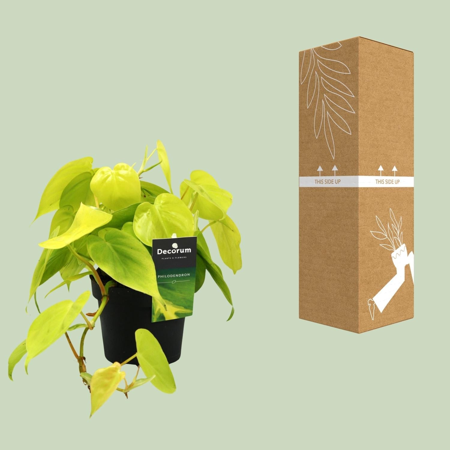 green-guardia-unsere-pflanzen-philodendron-lime-baumfreund-12cm-pflegeleicht image 3