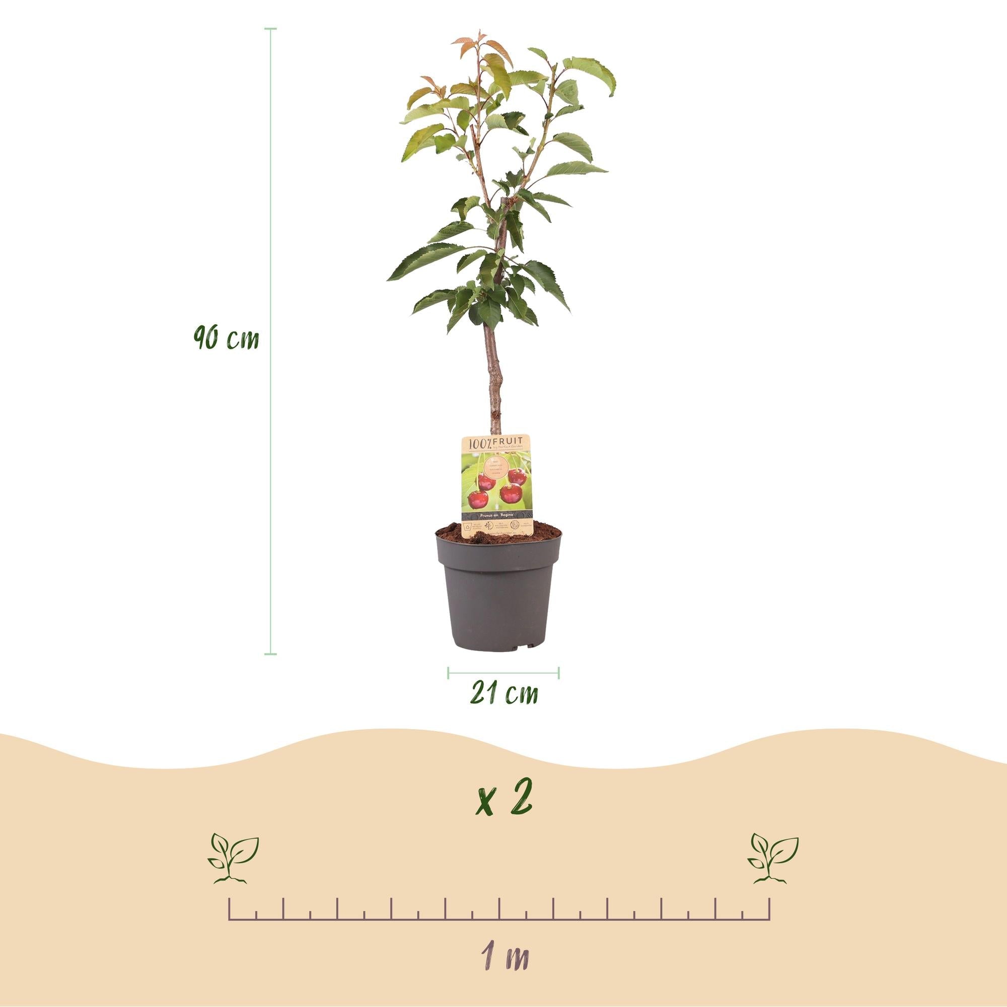 green-guardia-regina-kirschbaum-obstpflanze-90-cm-s image 2