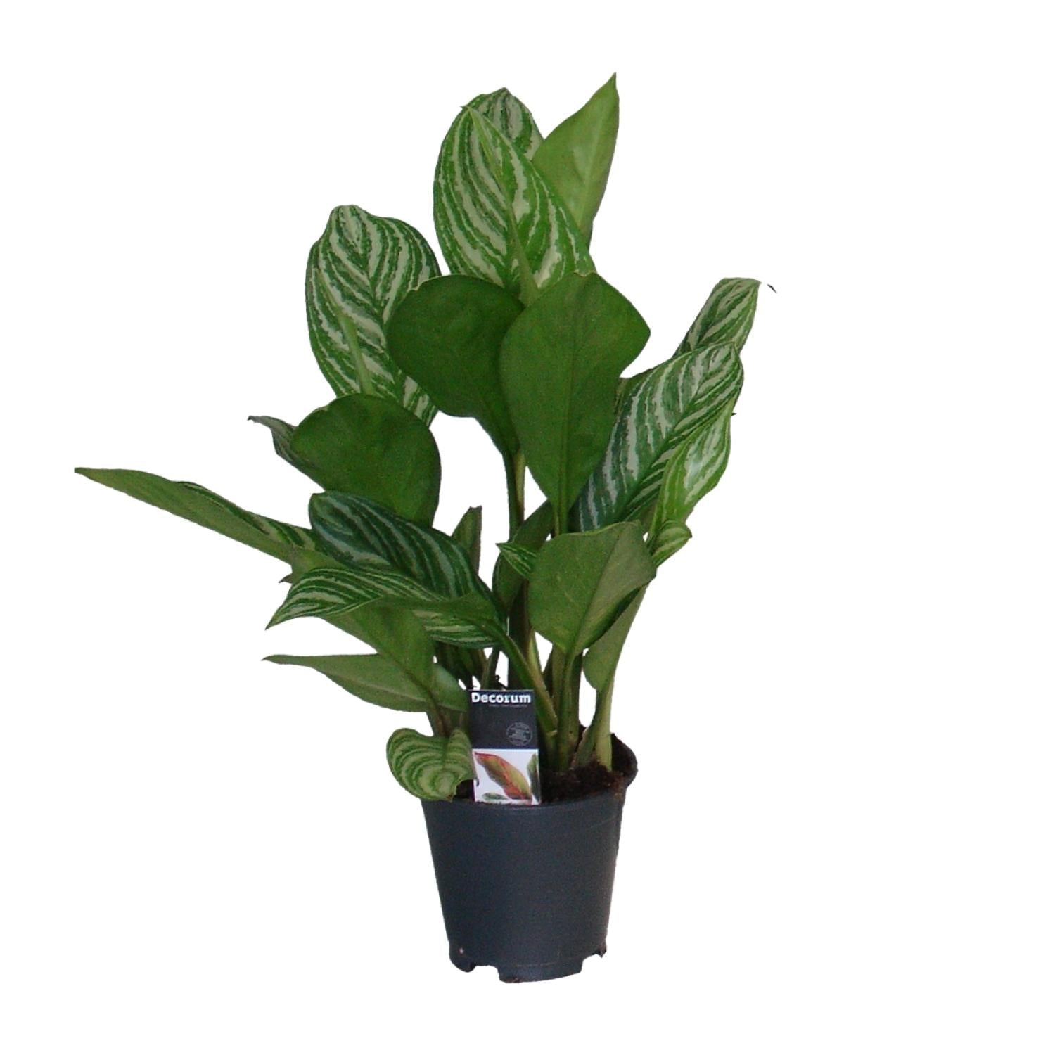 green-guardia-unsere-pflanzen-aglaonema-kolbenfaden-zimmerpflanze-35-80-cm image 5