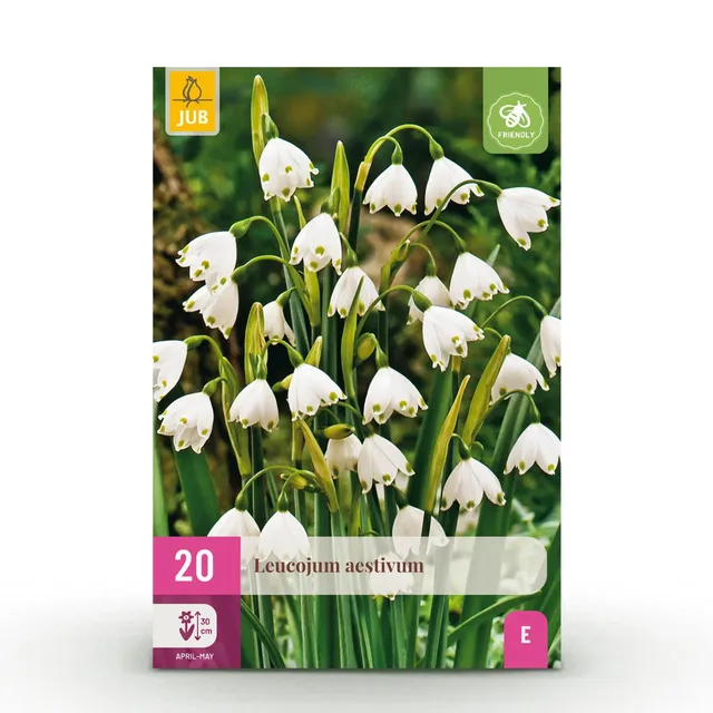 green-guardia-leucojum-blumenzwiebeln-wei-20-st-ck-winterhart image 1