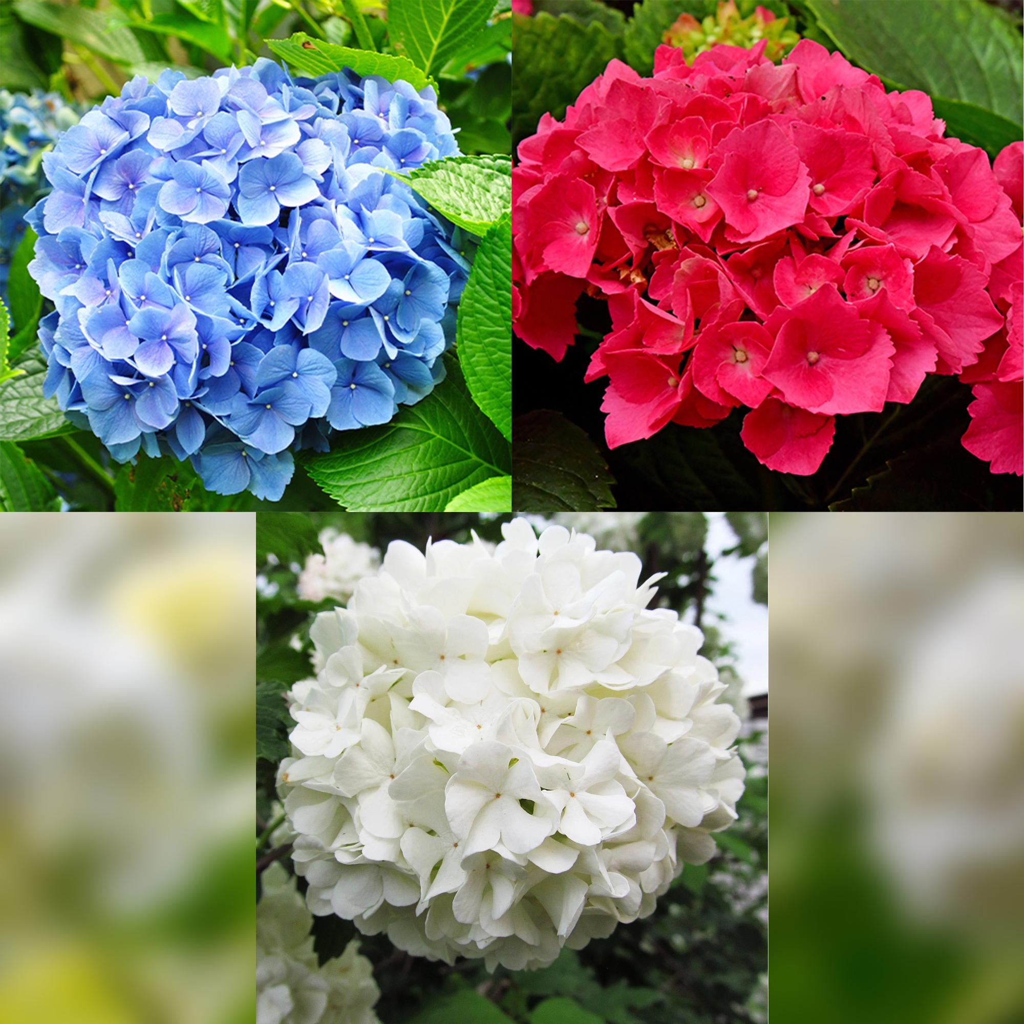 green-guardia-unsere-pflanzen-tricolour-hortensie-3er-set-dreifarbig image 2