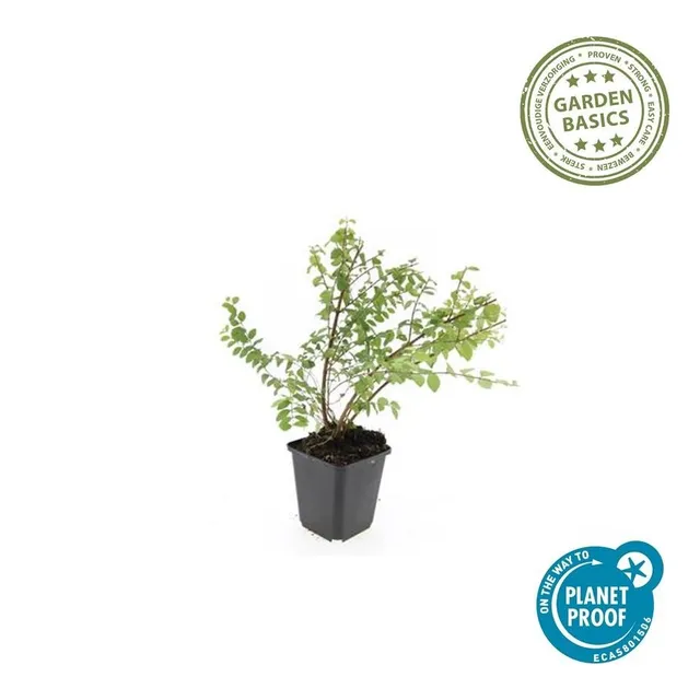 green-guardia-unsere-pflanzen-symphoricarpos-hancock-bodendecker-9cm image 1