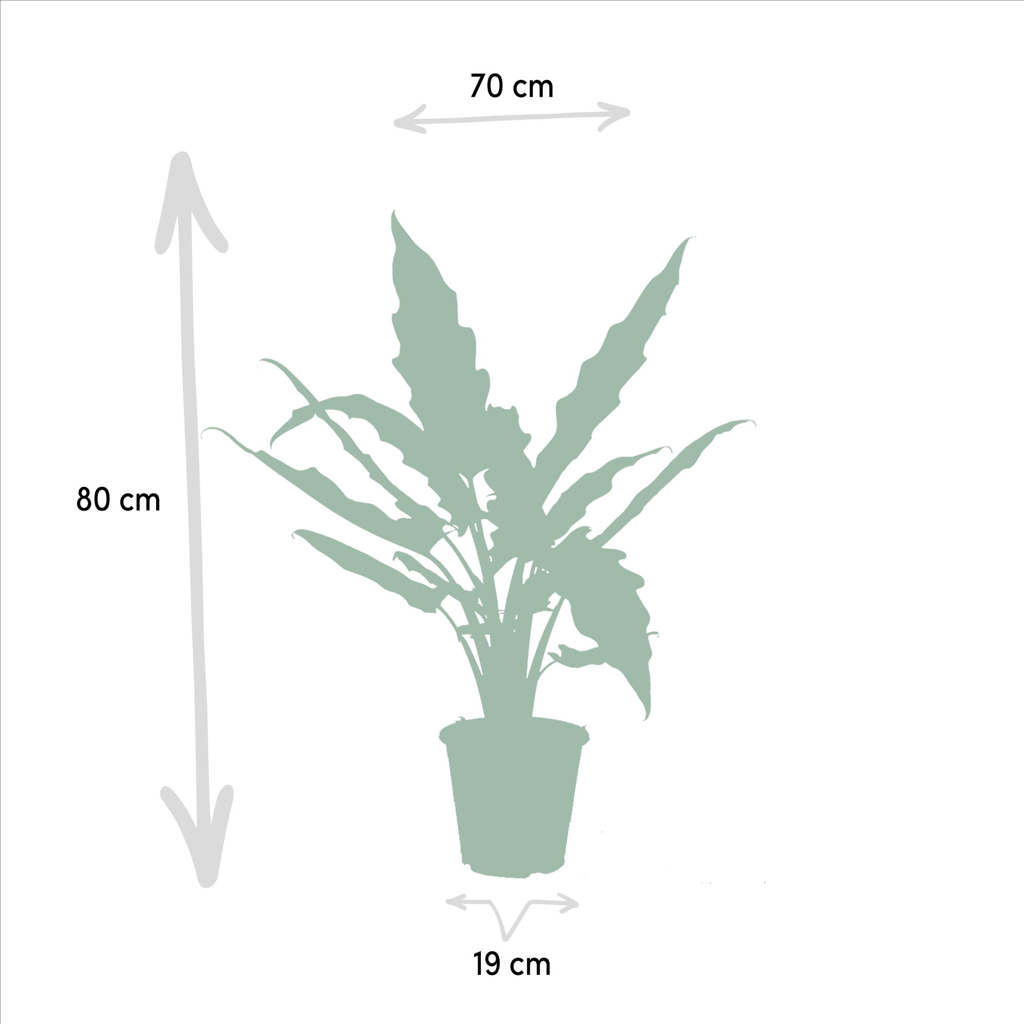 green-guardia-unsere-pflanzen-alocasia-set-3-pflanzen-60-75cm image 3