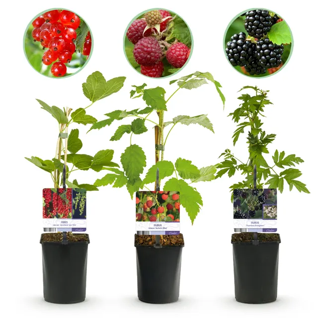 green-guardia-beerenpflanzen-mix-johannisbeere-himbeere-brombeere-3-pflanzen image 1