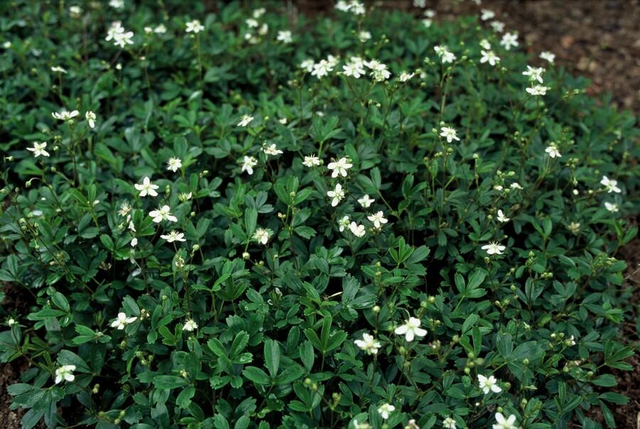 green-guardia-fingerkraut-nuuk-bodendecker-6-pflanzen-wei image 4