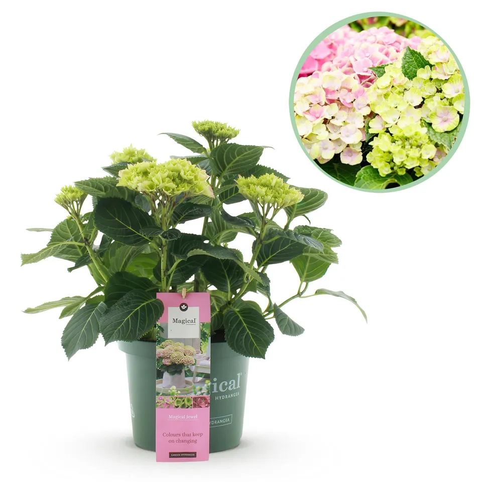 green-guardia-hydrangea-magical-jewel-pink-hortensie-23-cm-topf image 1