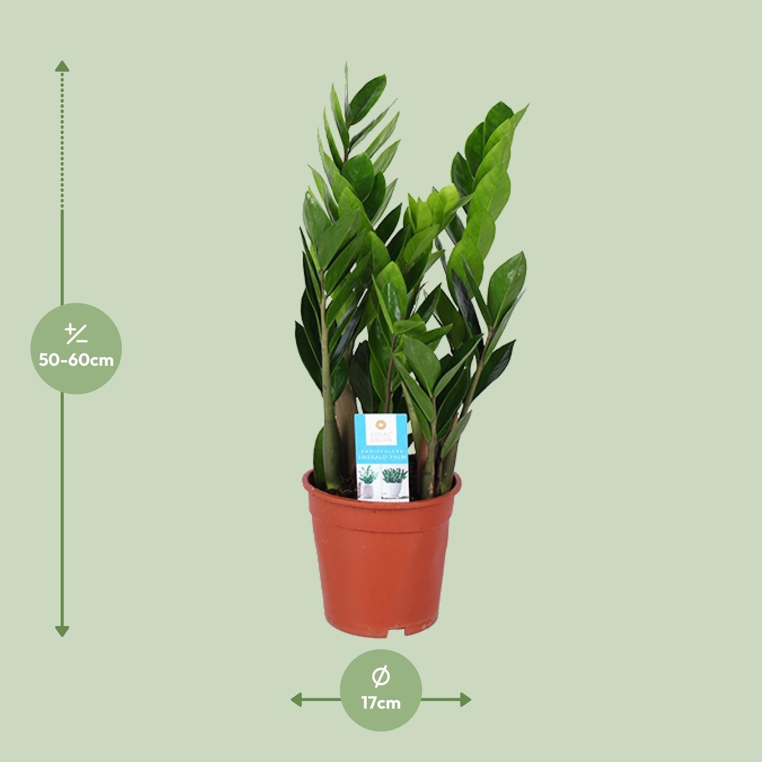 green-guardia-zamioculcas-gl-cksfeder-pflanze-50cm-14cm image 8