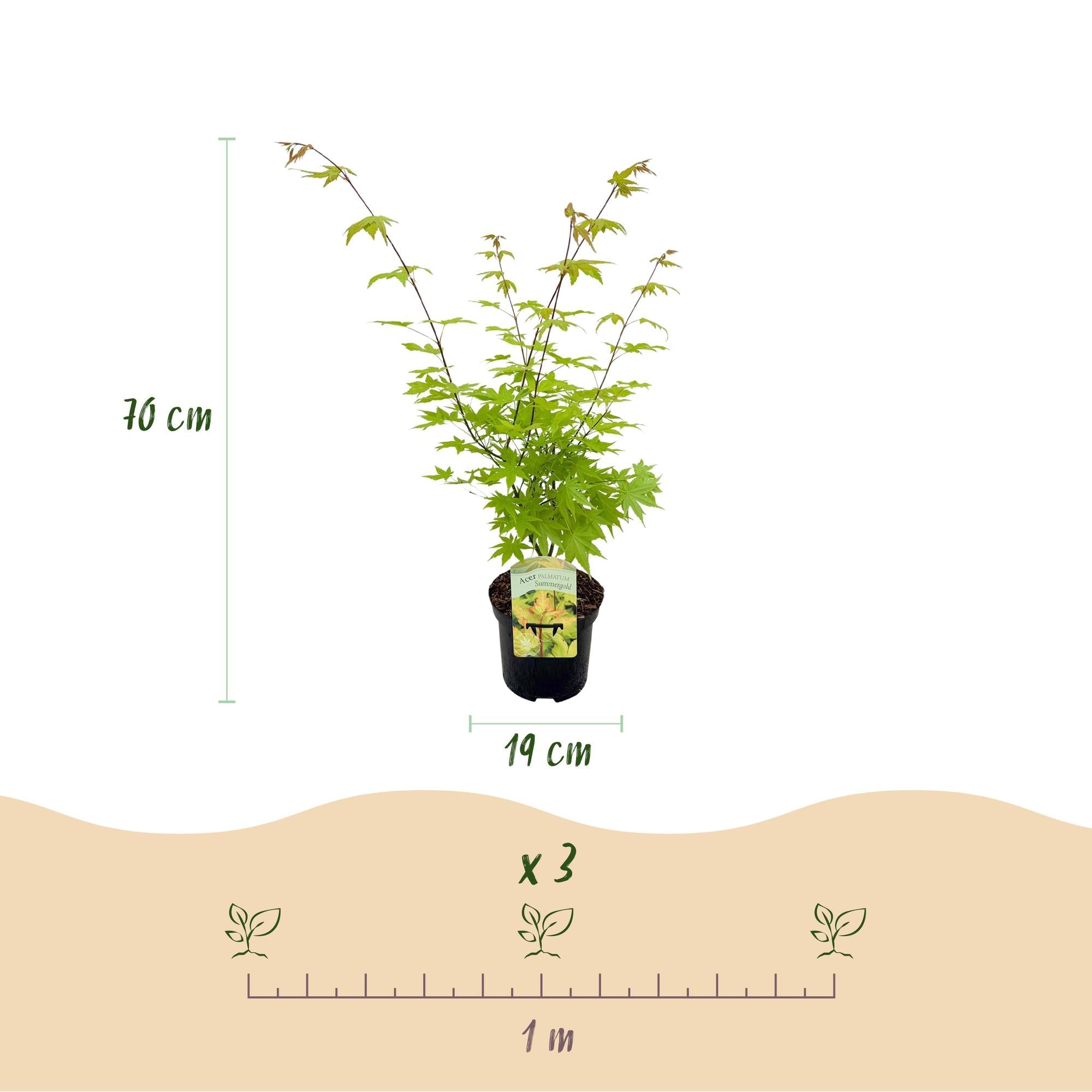 green-guardia-acer-summergold-japanischer-ahorn-19cm image 2