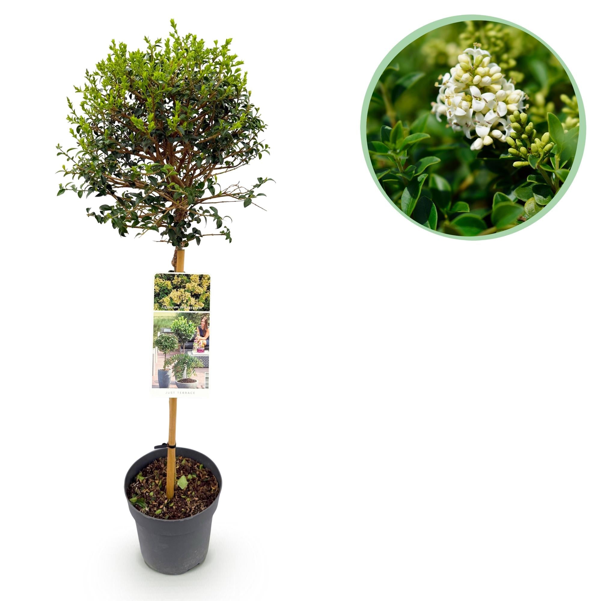 green-guardia-ligustrum-delavayanum-stamm-90-cm-immergr-n image 1