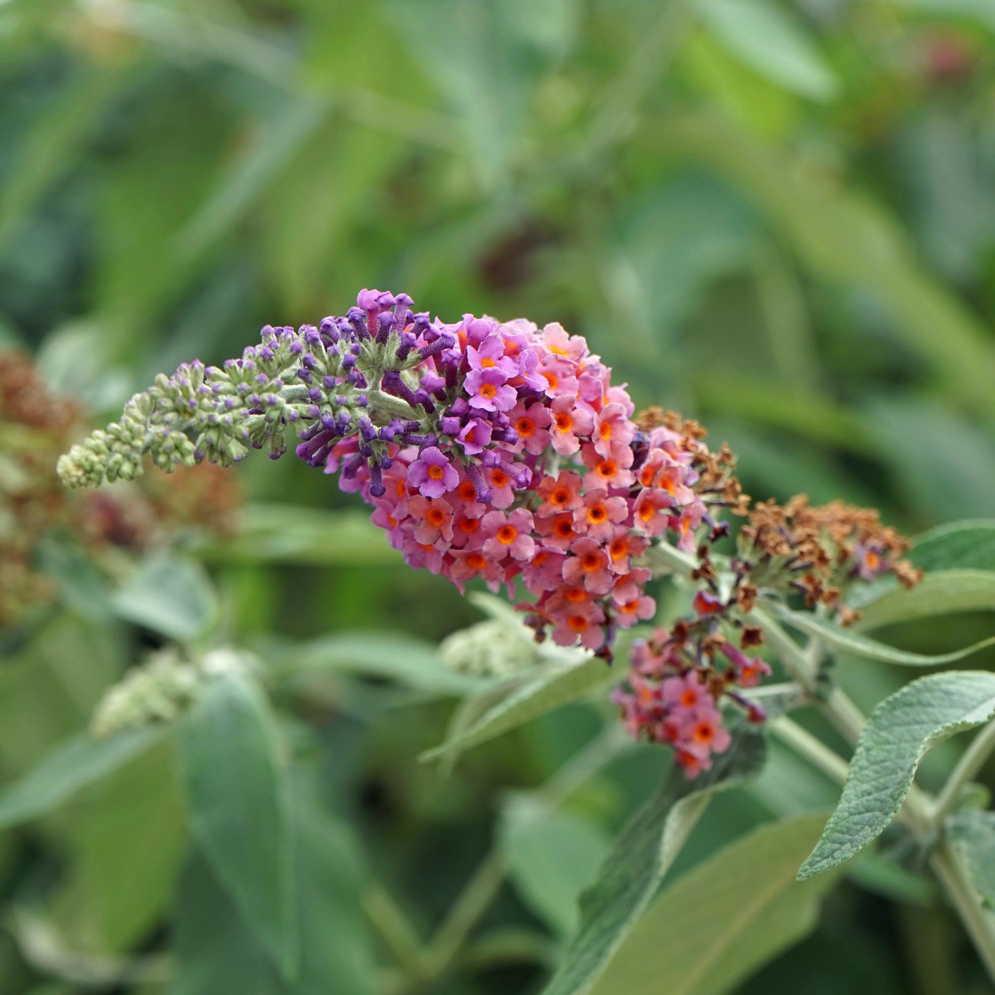 green-guardia-buddleja-flower-power-schmetterlingsstrauch-1-pflanze image 3