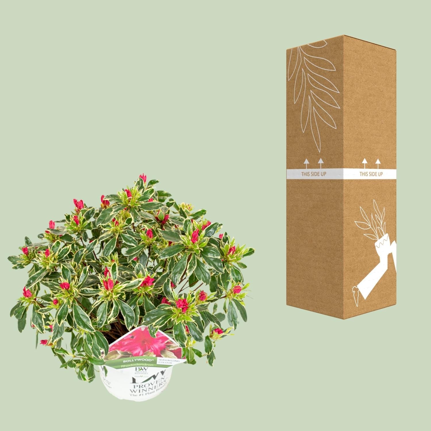 green-guardia-unsere-pflanzen-rhododendron-bollywood-30cm-pink image 3