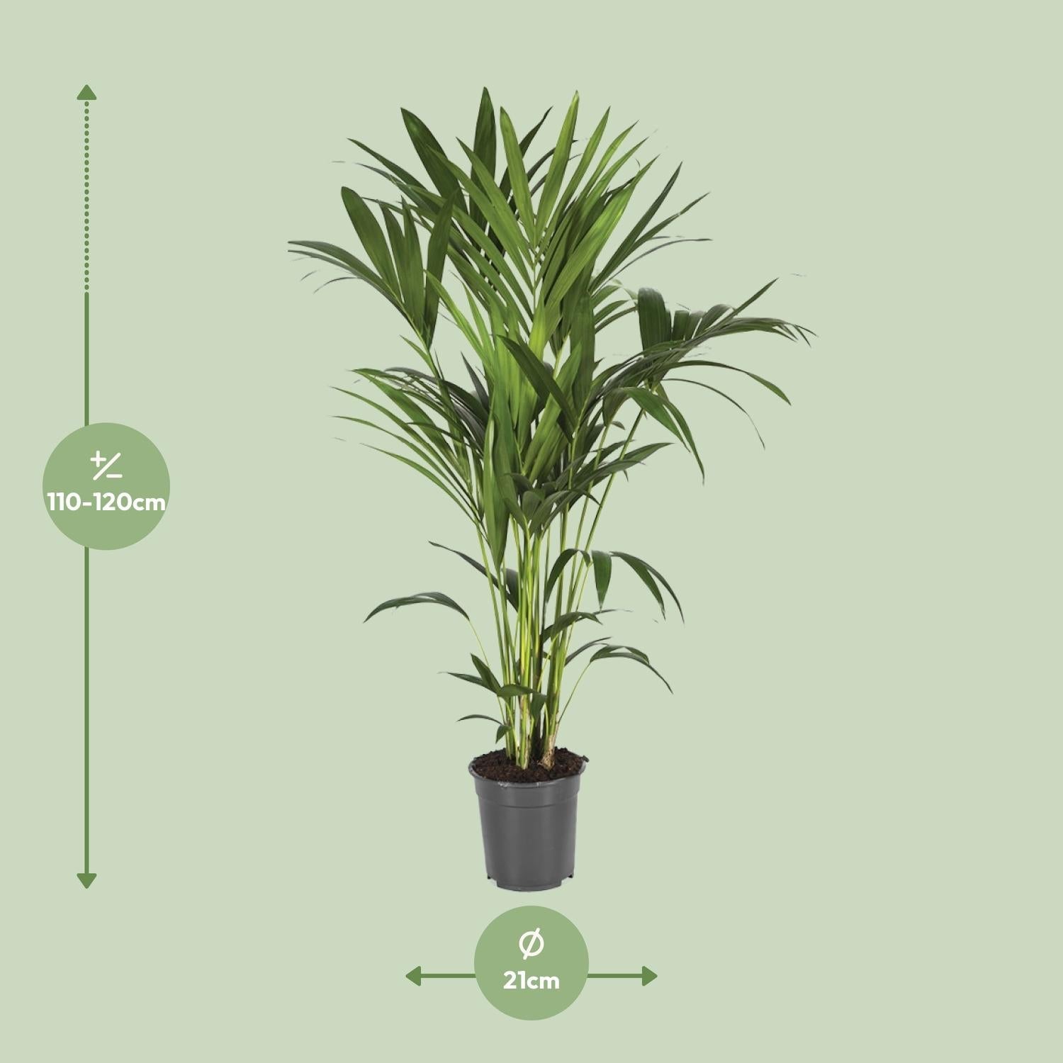 green-guardia-unsere-pflanzen-howea-kentia-palme-zimmerpalme-110-cm image 7