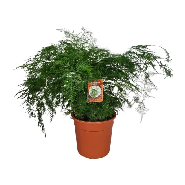 green-guardia-unsere-pflanzen-asparagus-setaceus-spargelfarn-30cm-12cm image 1