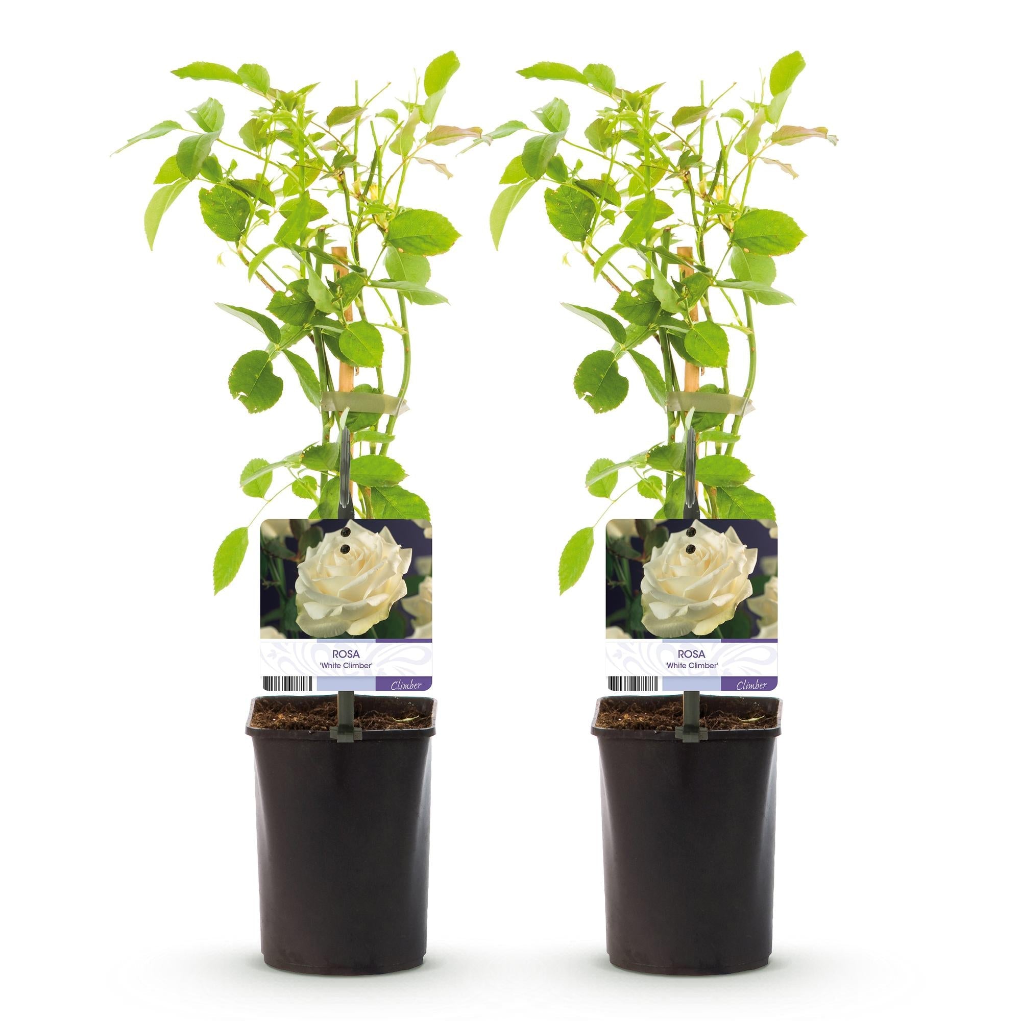 green-guardia-unsere-pflanzen-white-climber-kletterrose-wei-2-pflanzen image 2