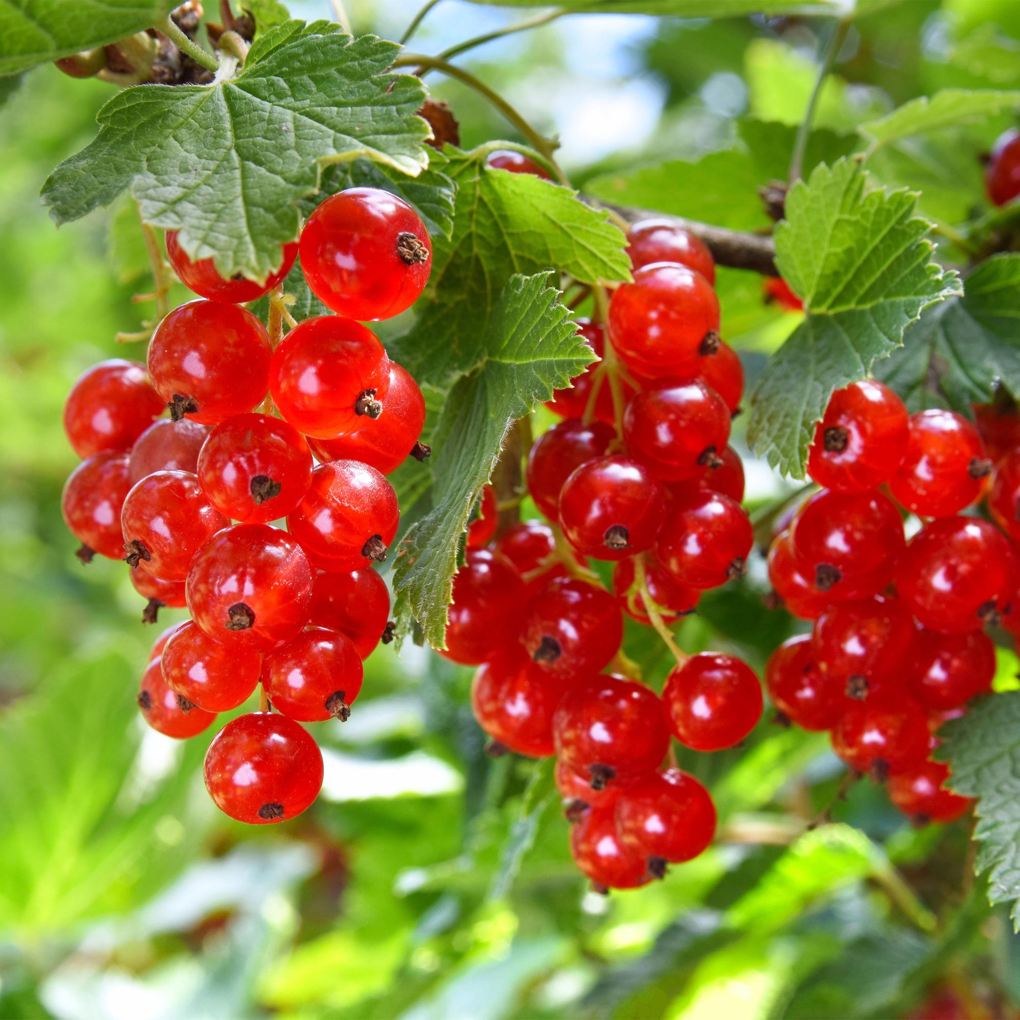 green-guardia-unsere-pflanzen-rote-johannisbeere-2-pflanzen-vitaminreich image 2