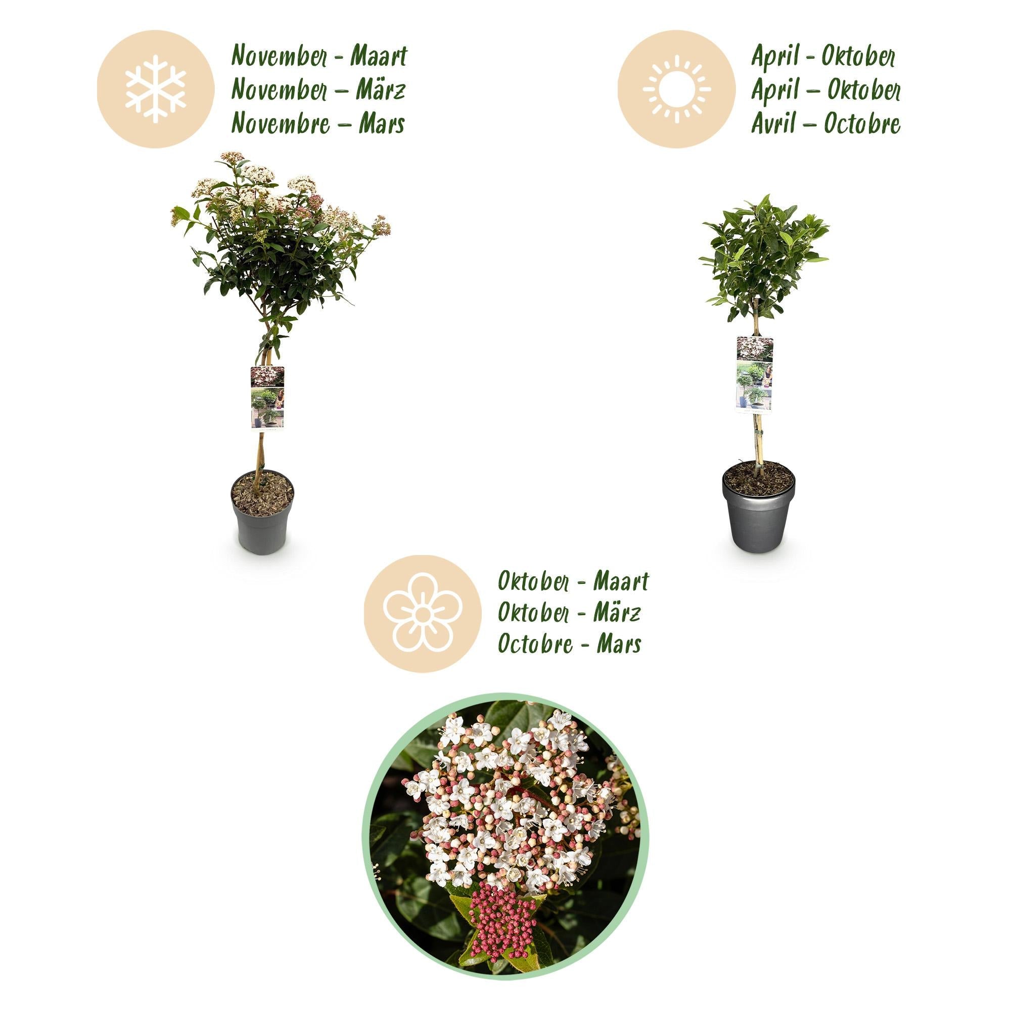 green-guardia-unsere-pflanzen-viburnum-tinus-stamm-90cm image 2